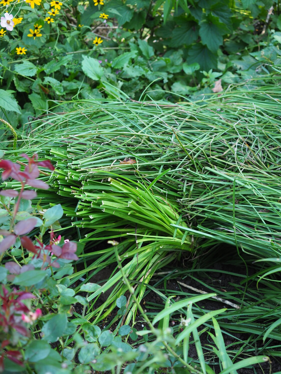 The foliage has been trimmed by one third on this Kniphofia plant. Only a small section of the 15-inch-diameter plant was reduced prior to division and transplanting. ANDREW MESSINGER