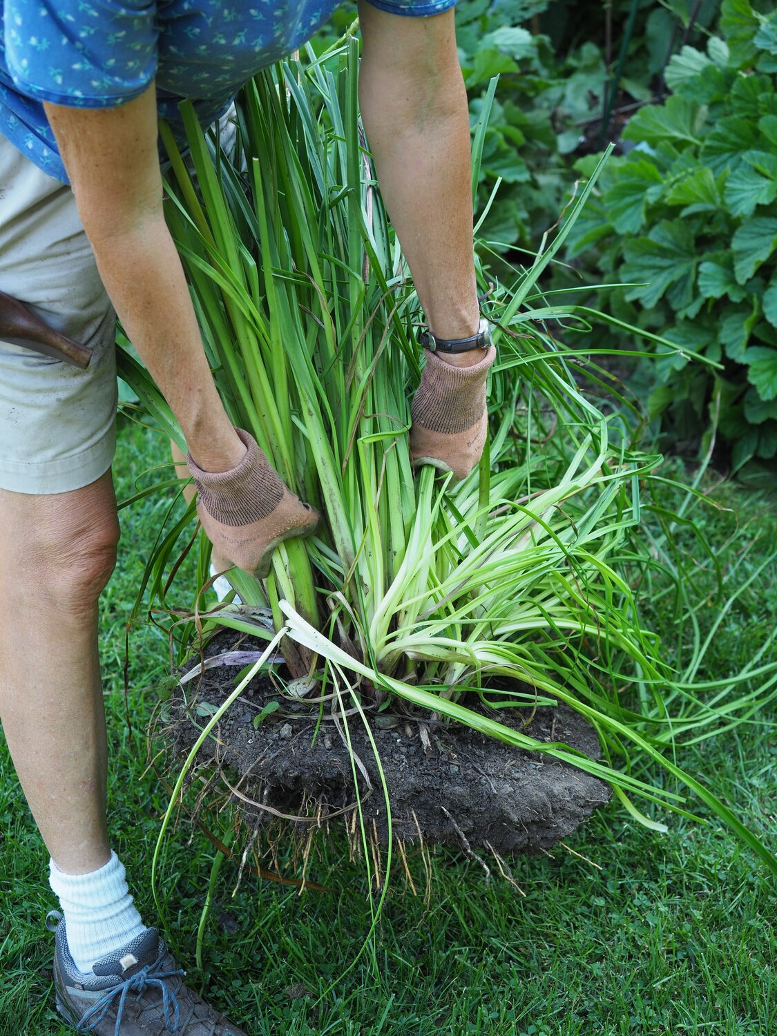 The entire original clump of Kniphofia planted several years ago was removed from the bed prior to a division being taken. ANDREW MESSINGER