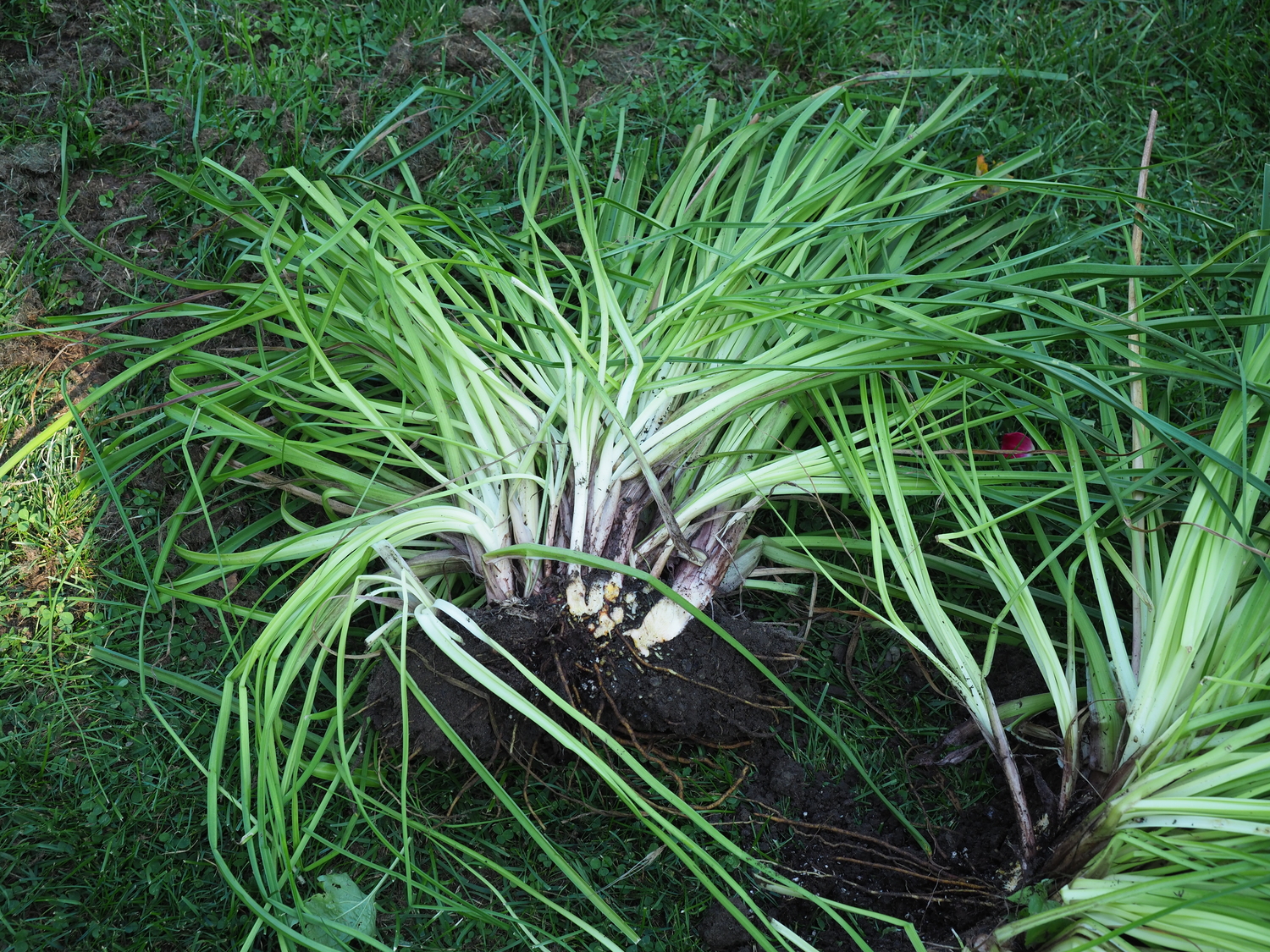 A section of the Kniphofia crown divided from the parent crown. Even this division could have been divided  two more times. Can you see the spots where the additional cuts would be made in the crown? One left of center and one right of center. ANDREW MESSINGER