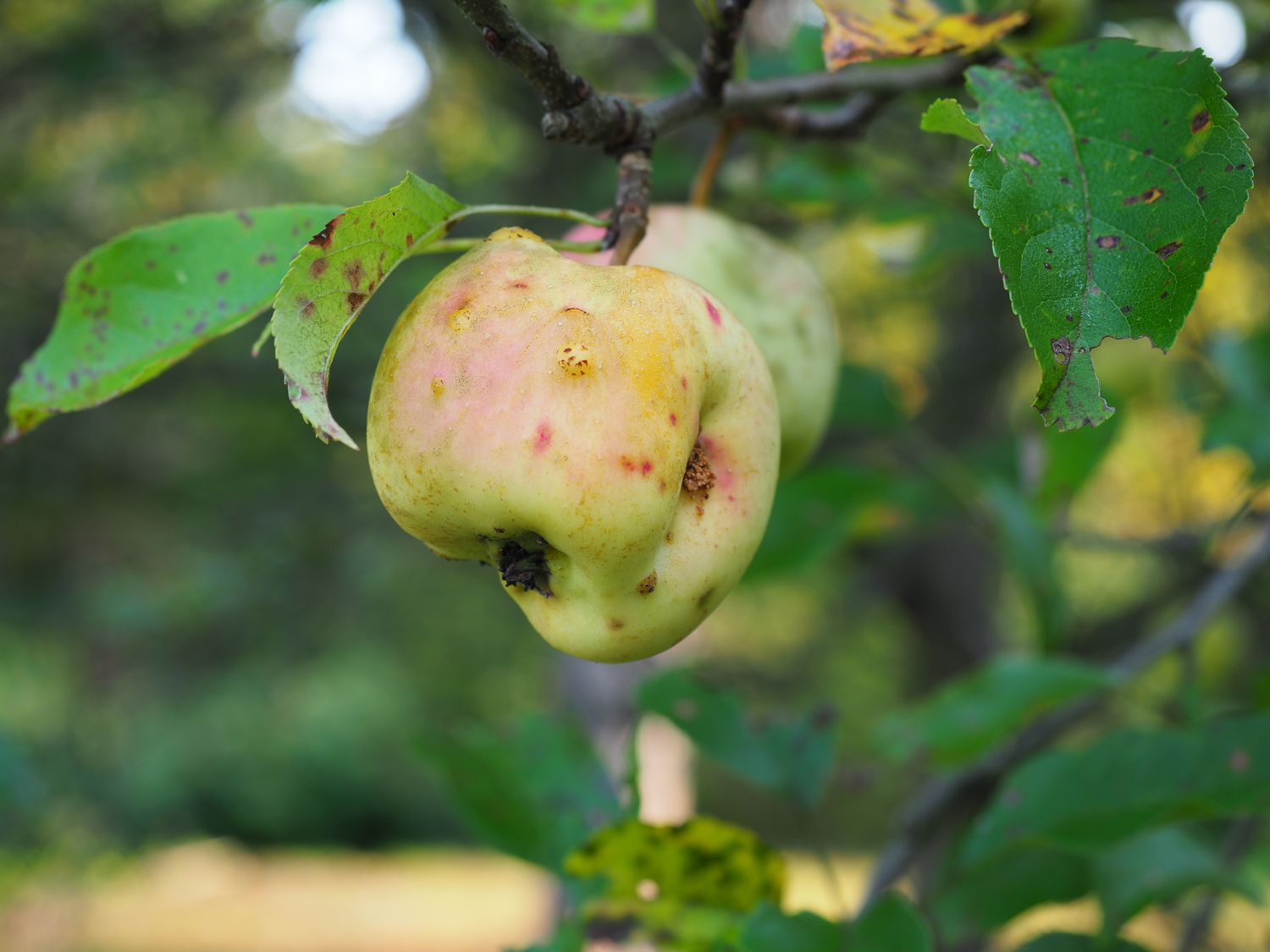 This fruit is covered with 