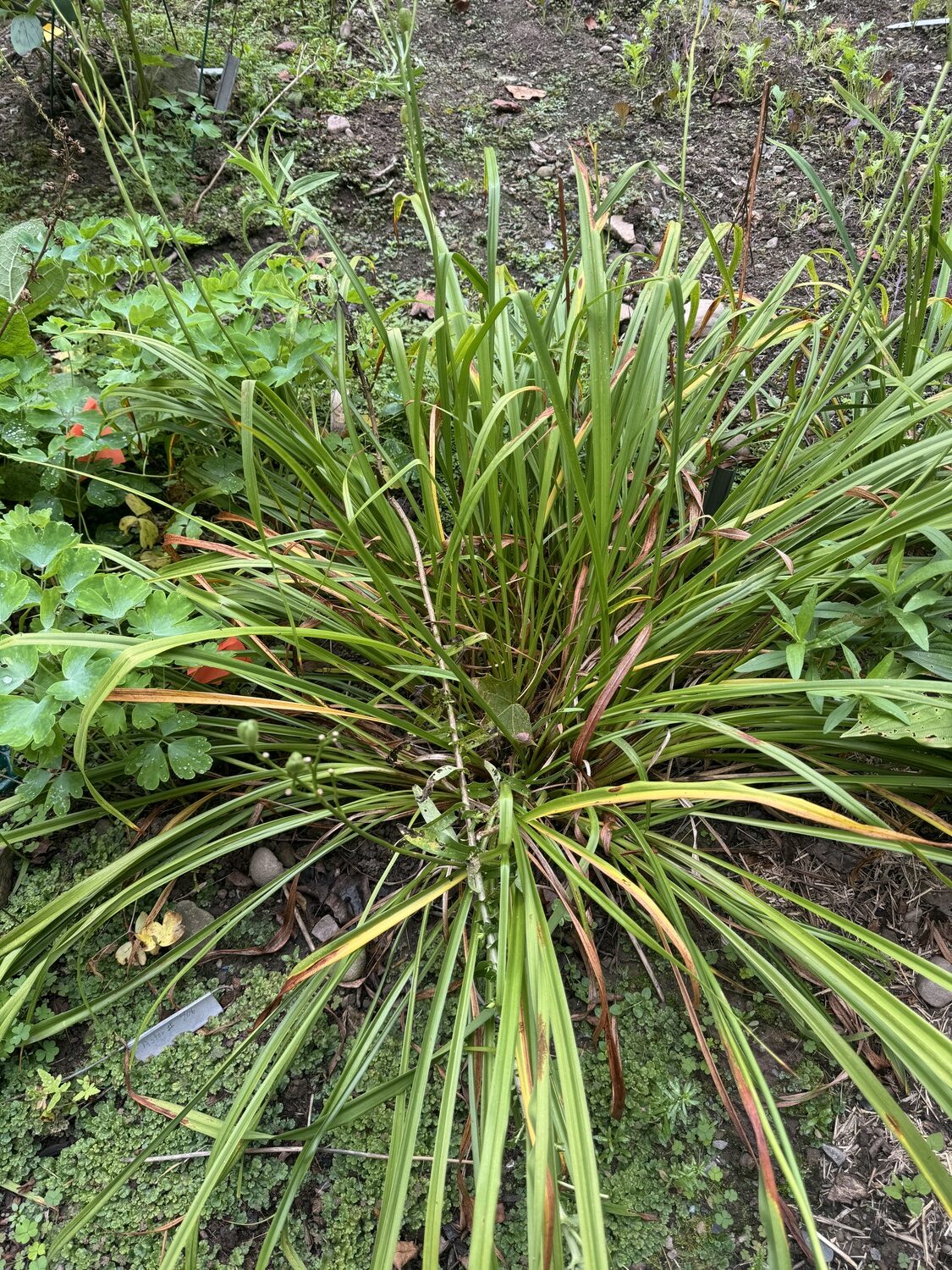 A dividable clump of Hemerocallis (daylily).  ANDREW MESSINGER