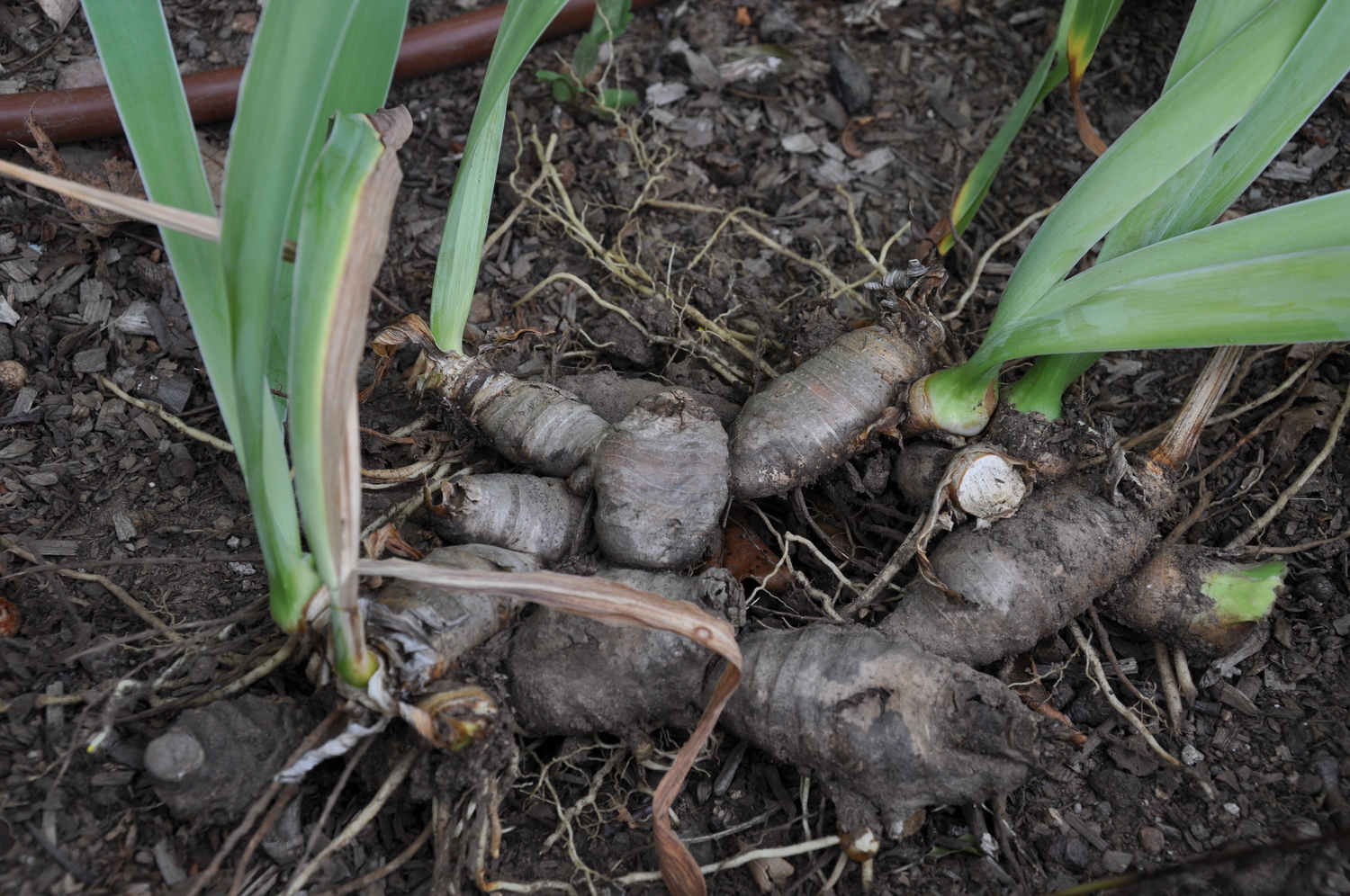 Divisions of an Iris that have been lifted from the parent planting. The foliage should be trimmed to 4-inch stubs and the roots left intact. Each fan of two or more leaf sets can be replanted and will begin to bloom on two years. Notice the soil level that runs horizontally along the rhizomes. Never replant deeper than these lines.   ANDREW MESSINGER