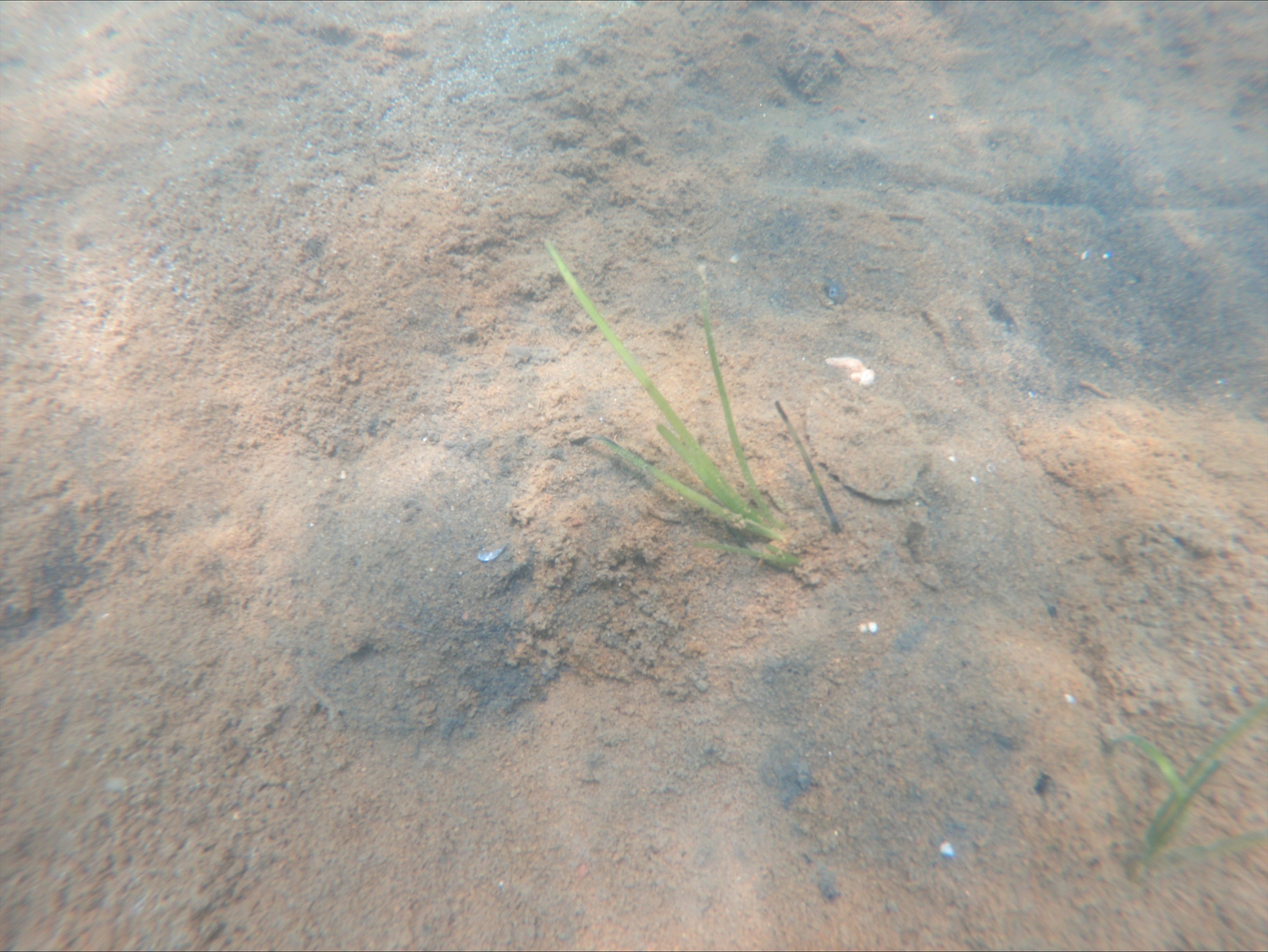 Eelgrass growing in a Napeague Harbor plot that was seeded by Robert Vasiluth and John 