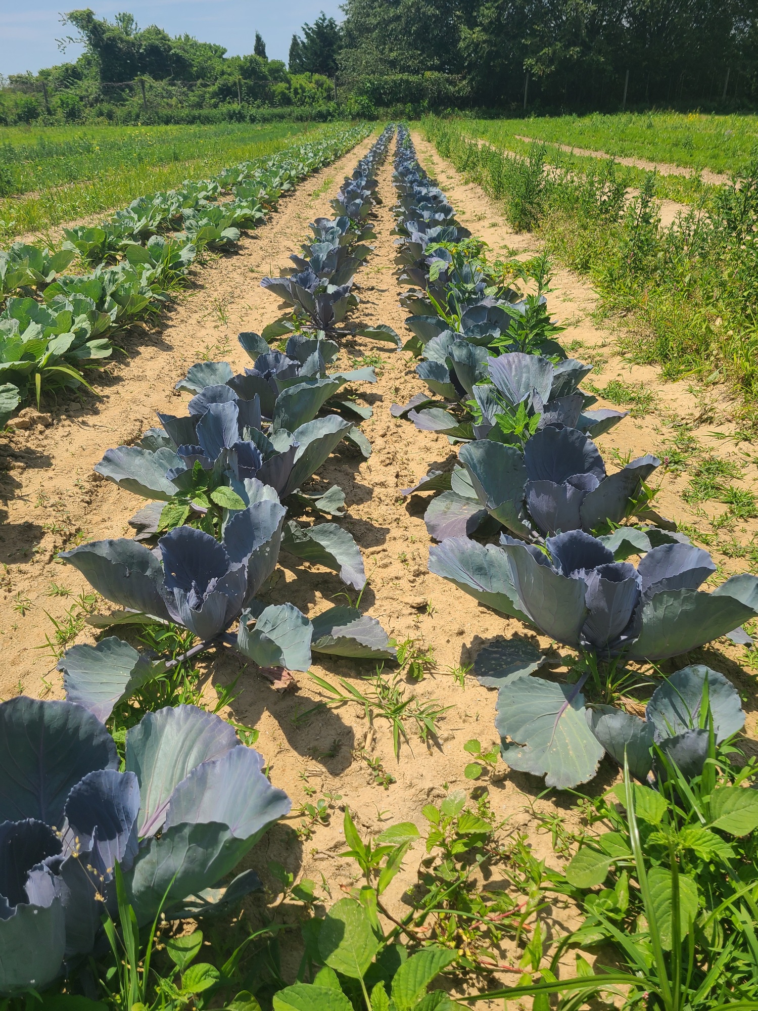 Quail Hill Farm in Amagansett is one of the original CSA farms in the country, and is a stewardship project of the Peconic Land Trust. COURTESY PECONIC LAND TRUST