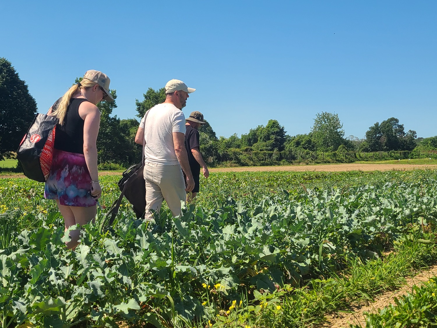 Quail Hill Farm in Amagansett is one of the original CSA farms in the country, and is a stewardship project of the Peconic Land Trust. COURTESY PECONIC LAND TRUST