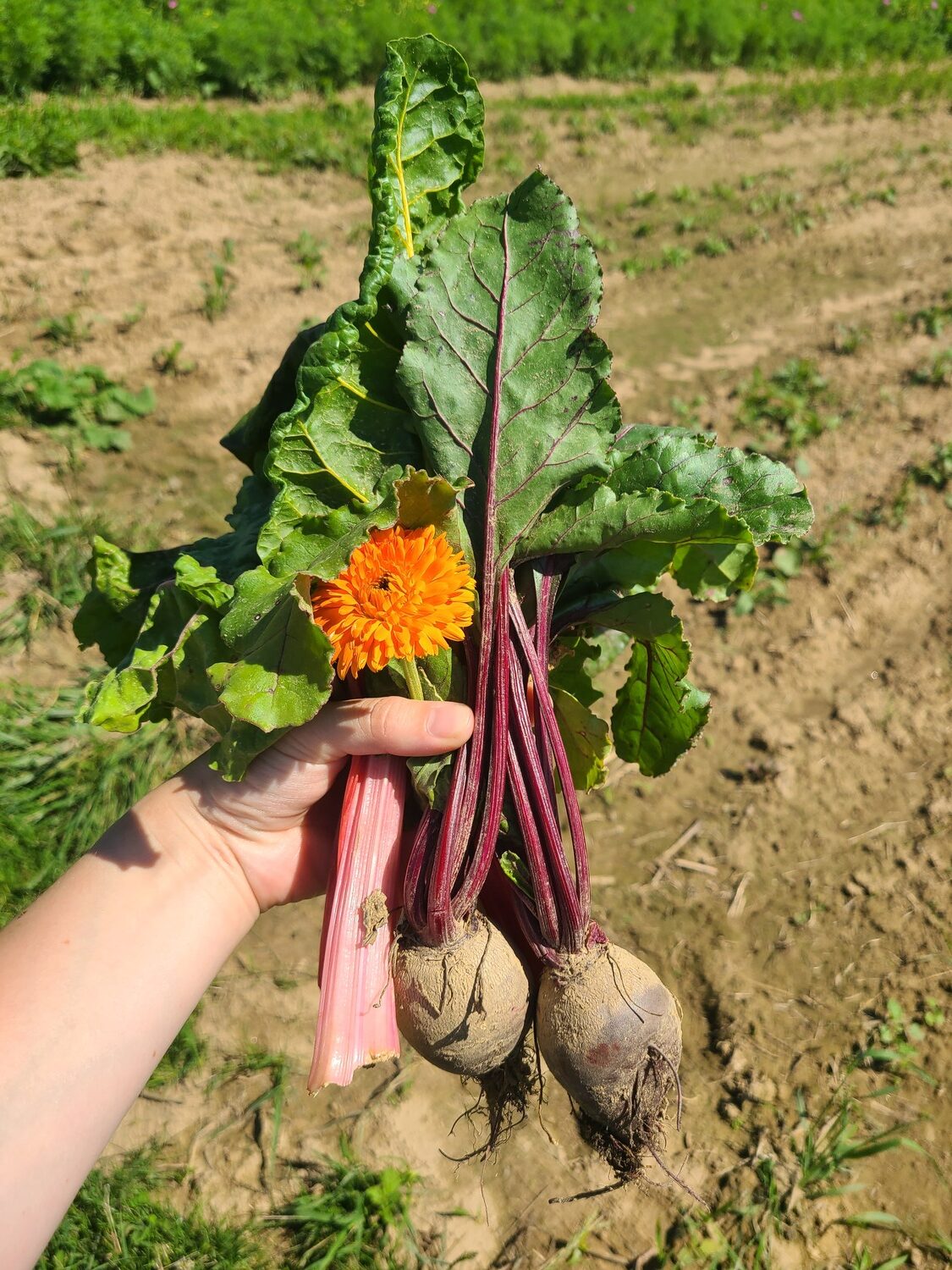 Quail Hill Farm in Amagansett is one of the original CSA farms in the country, and is a stewardship project of the Peconic Land Trust. COURTESY PECONIC LAND TRUST