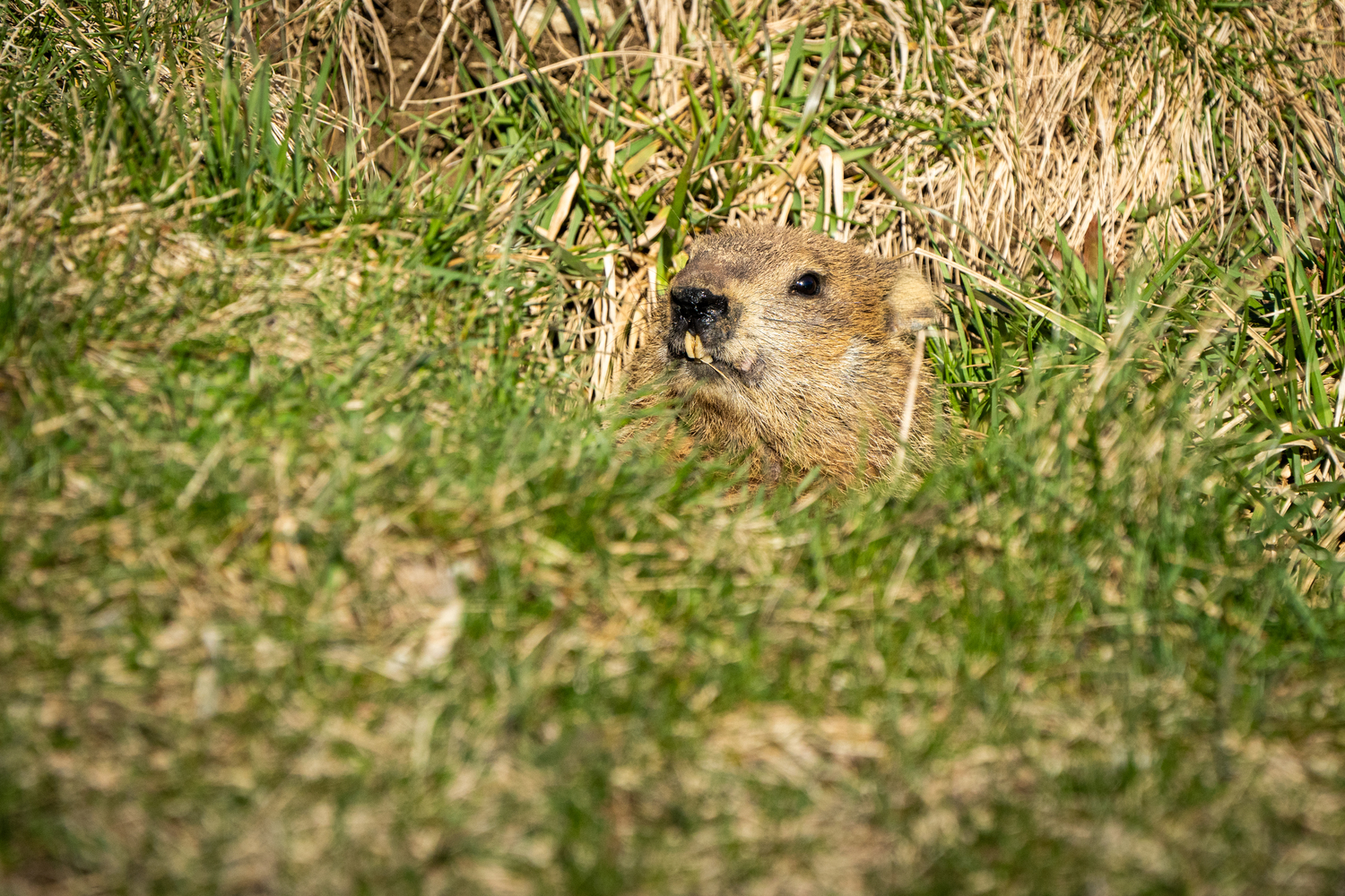 Groundhog. ERIC GETTLER