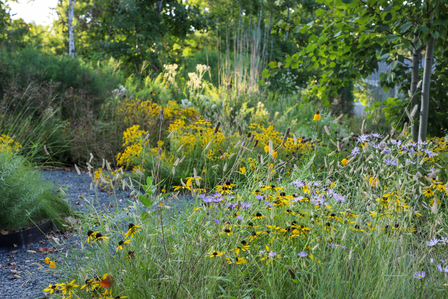 A gravel garden in Ames, Iowa. COURTESY JEFF EPPING