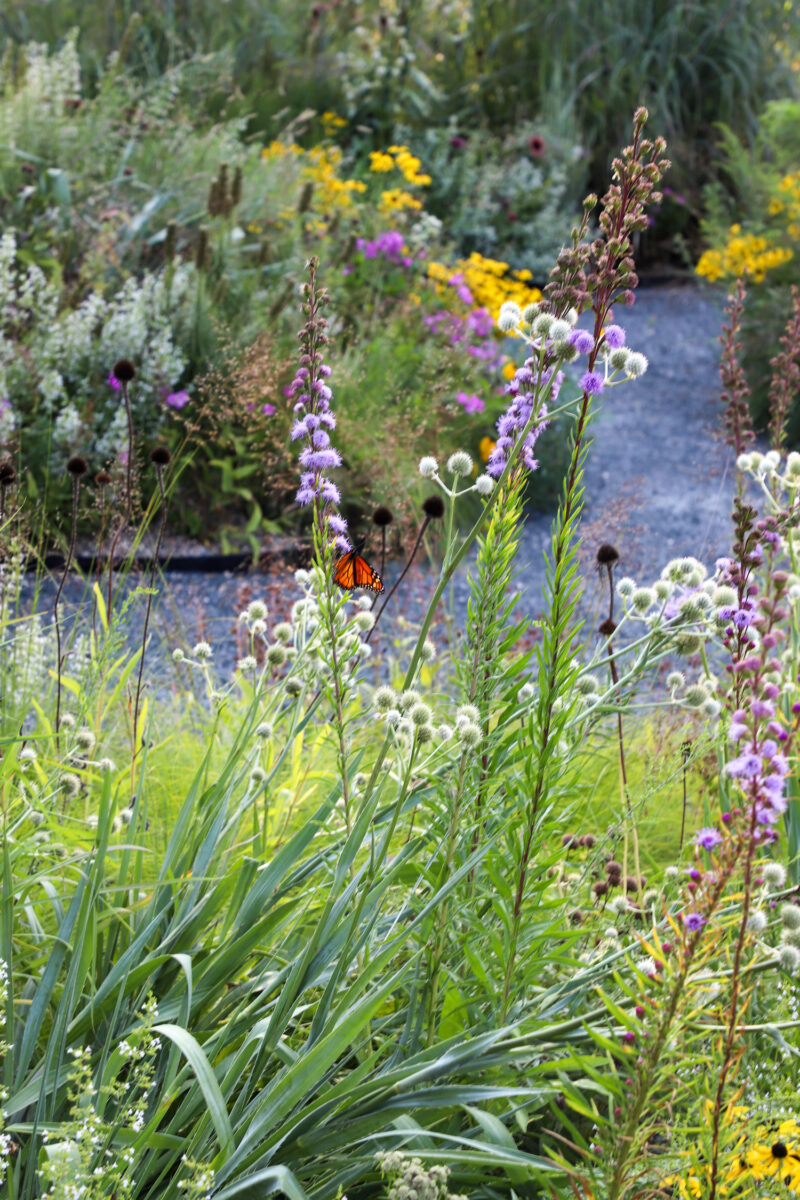 A gravel garden in Ames, Iowa. COURTESY JEFF EPPING