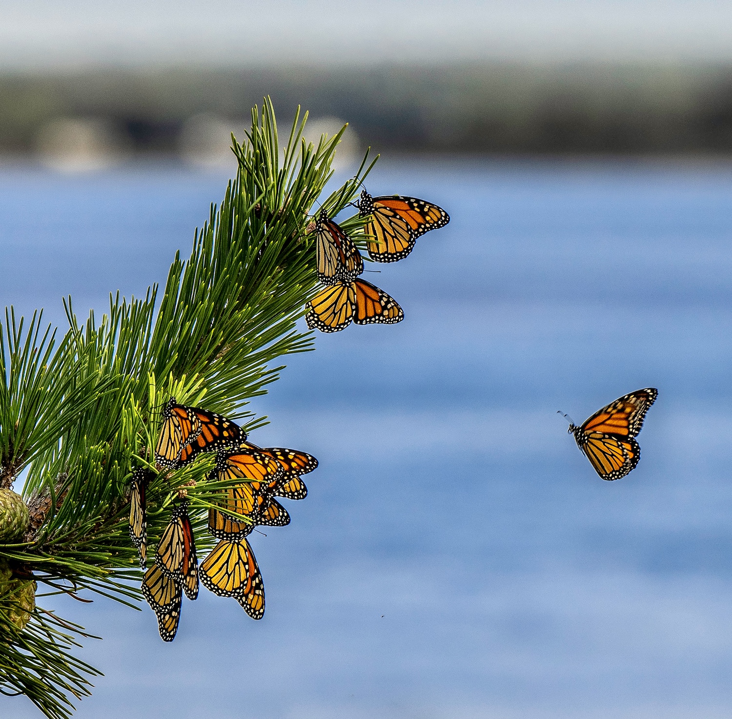 Monarch butterflies at Cupsogue Beach, Westhampton Beach.   MARIANNE BARNETT