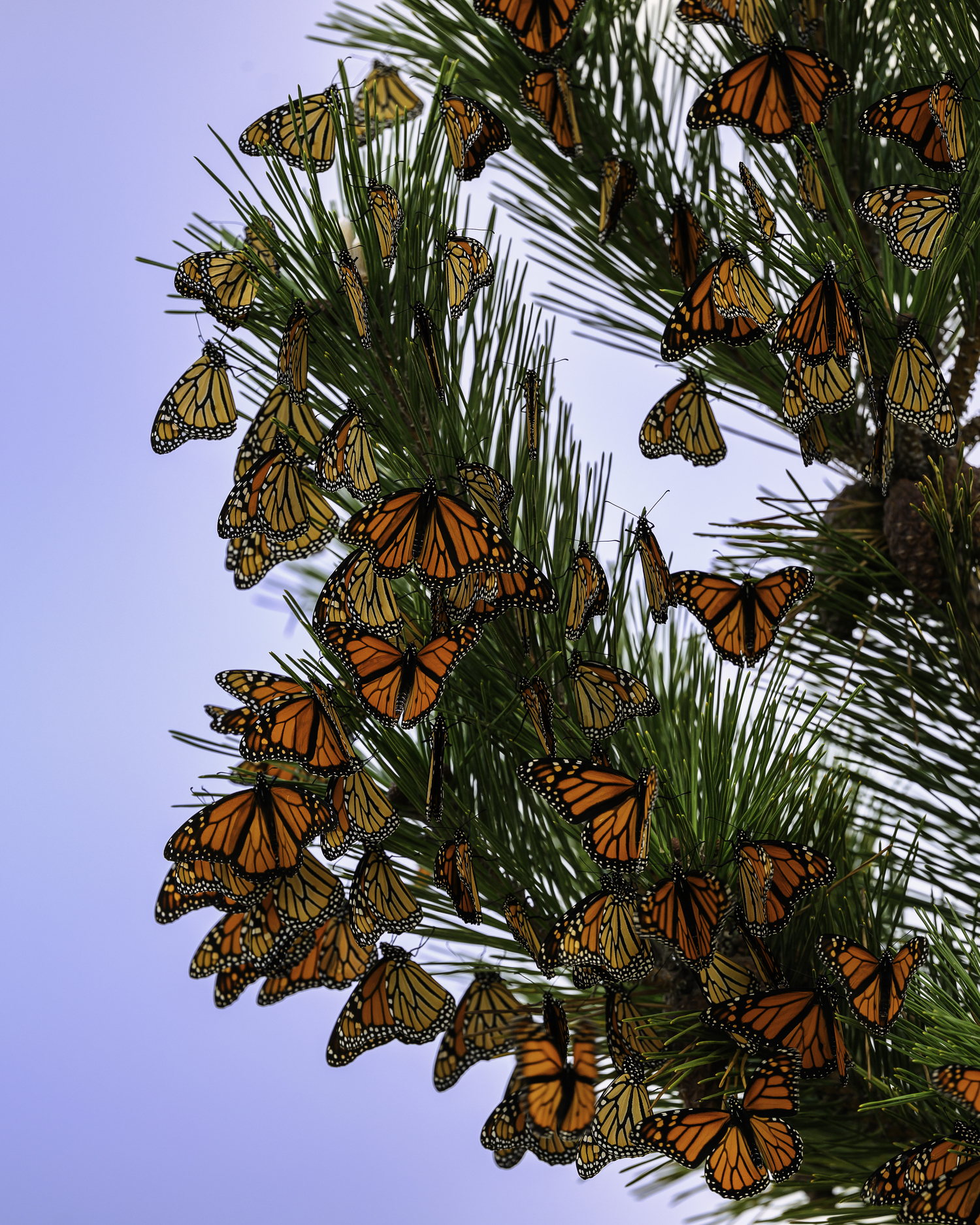 Monarch butterflies at Cupsogue Beach, Westhampton Beach.   MARIANNE BARNETT