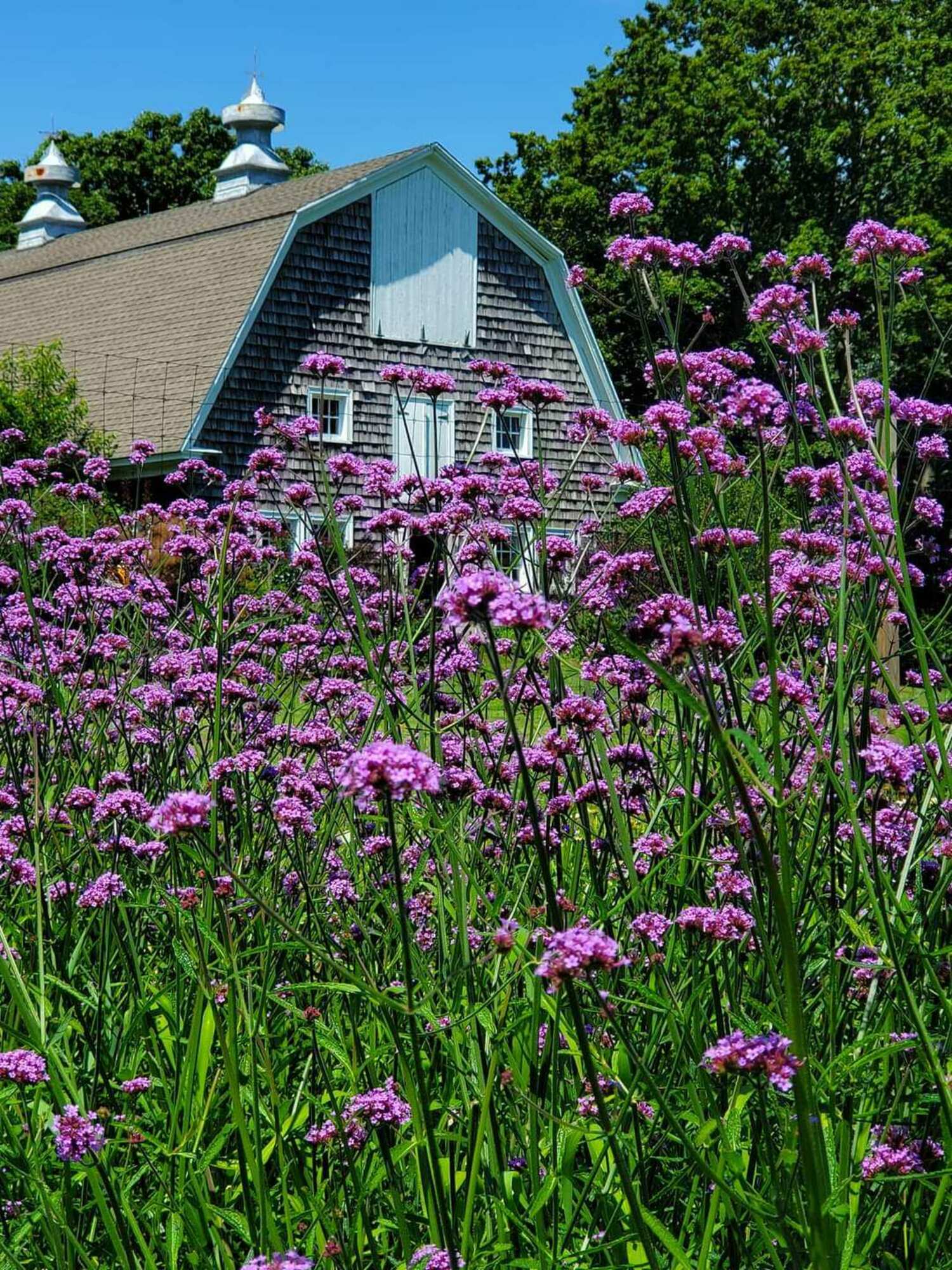 Bayard Cutting Arboretum in Great River. LAURIE SCHLAGETER