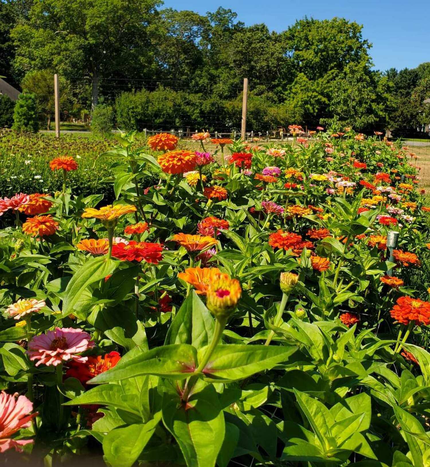 Bayard Cutting Arboretum in Great River. LAURIE SCHLAGETER