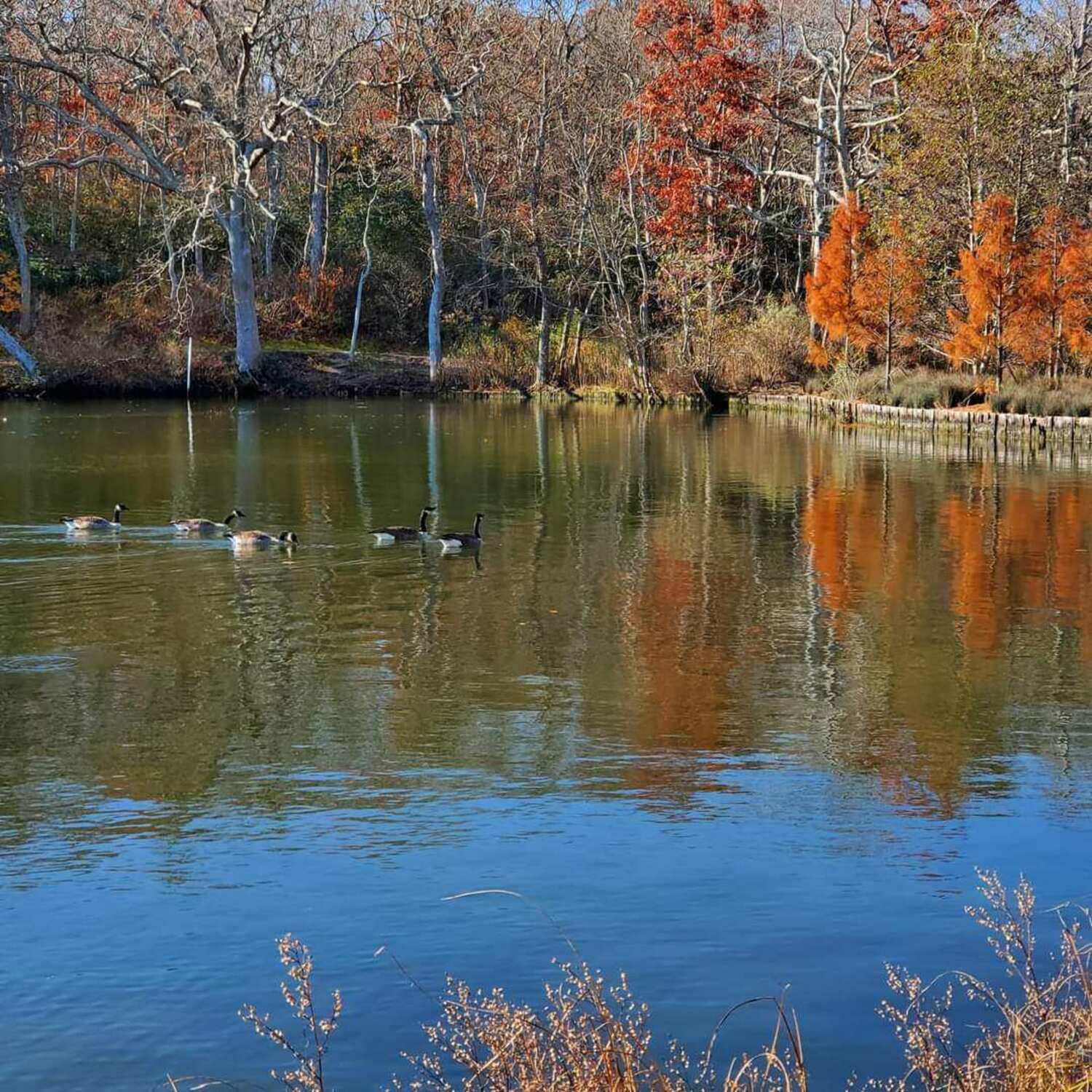 Bayard Cutting Arboretum in Great River. LAURIE SCHLAGETER