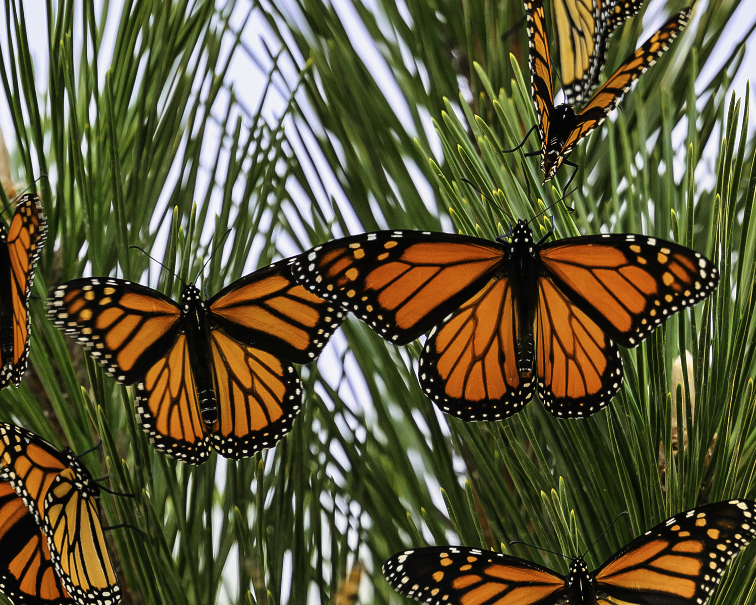 A female monarch butterfly, left, with a male.   MARIANNE BARNETT