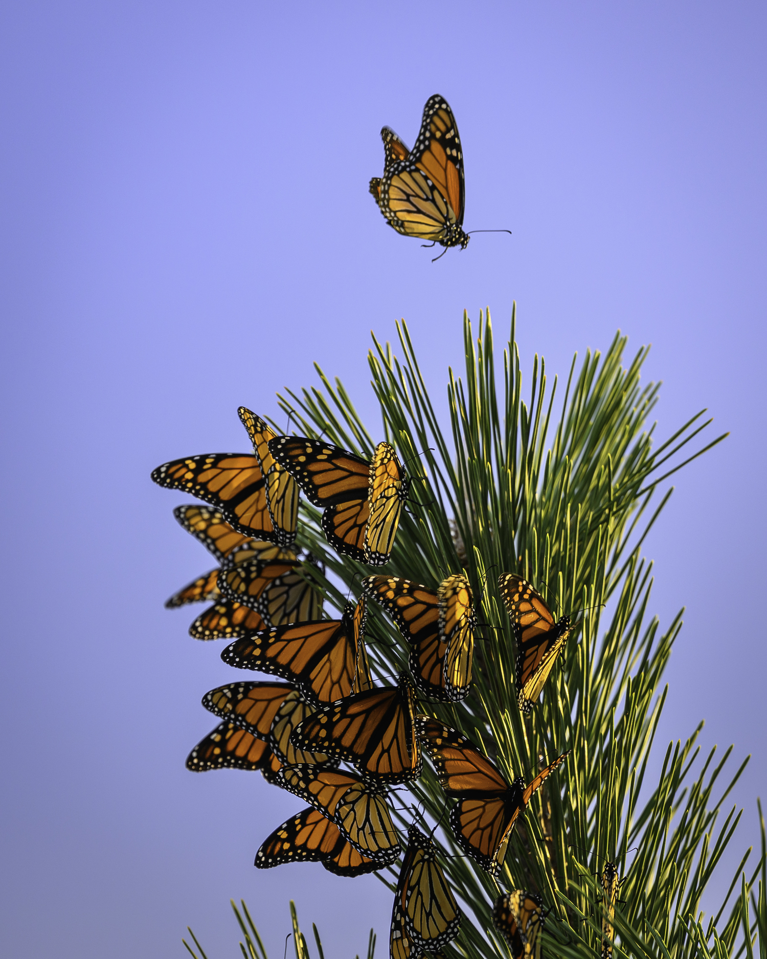 Monarch butterflies at Cupsogue Beach, Westhampton Beach.   MARIANNE BARNETT