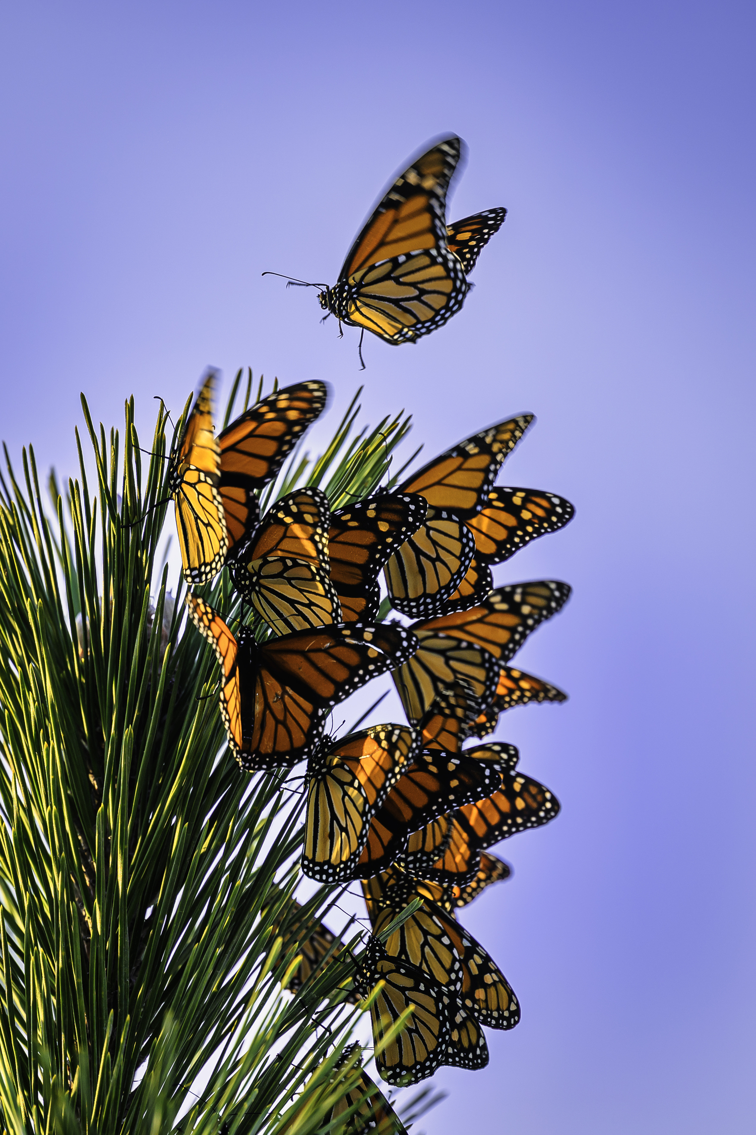 Monarch butterflies at Cupsogue Beach, Westhampton Beach.   MARIANNE BARNETT