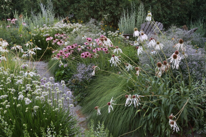 A gravel garden in July featuring Echinacea pallida, aka Pale purple coneflower. COURTESY JEFF EPPING