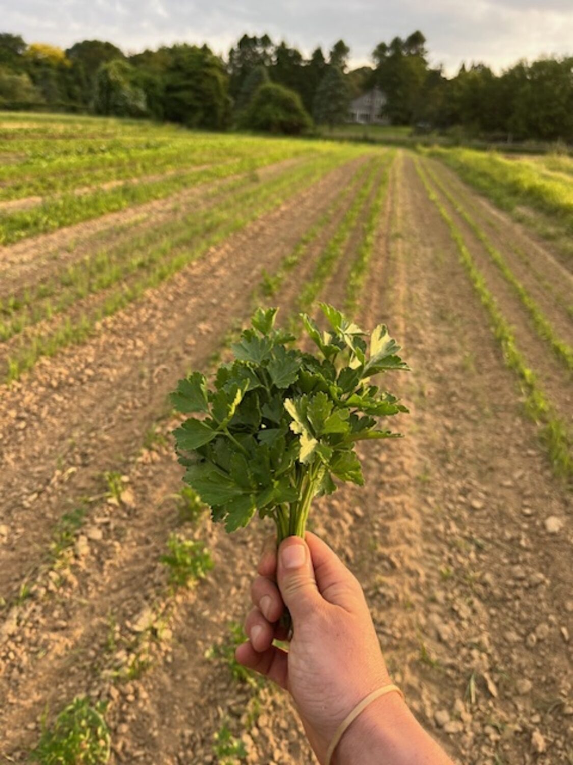 Quail Hill Farm in Amagansett is one of the original CSA farms in the country, and is a stewardship project of the Peconic Land Trust. COURTESY PECONIC LAND TRUST