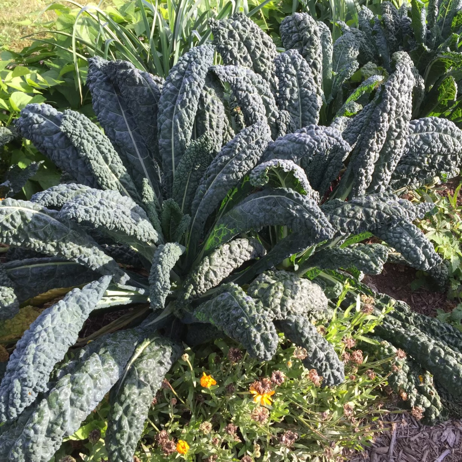 Mustards and kale do well in the colder months for those who want to extend the gardening season.