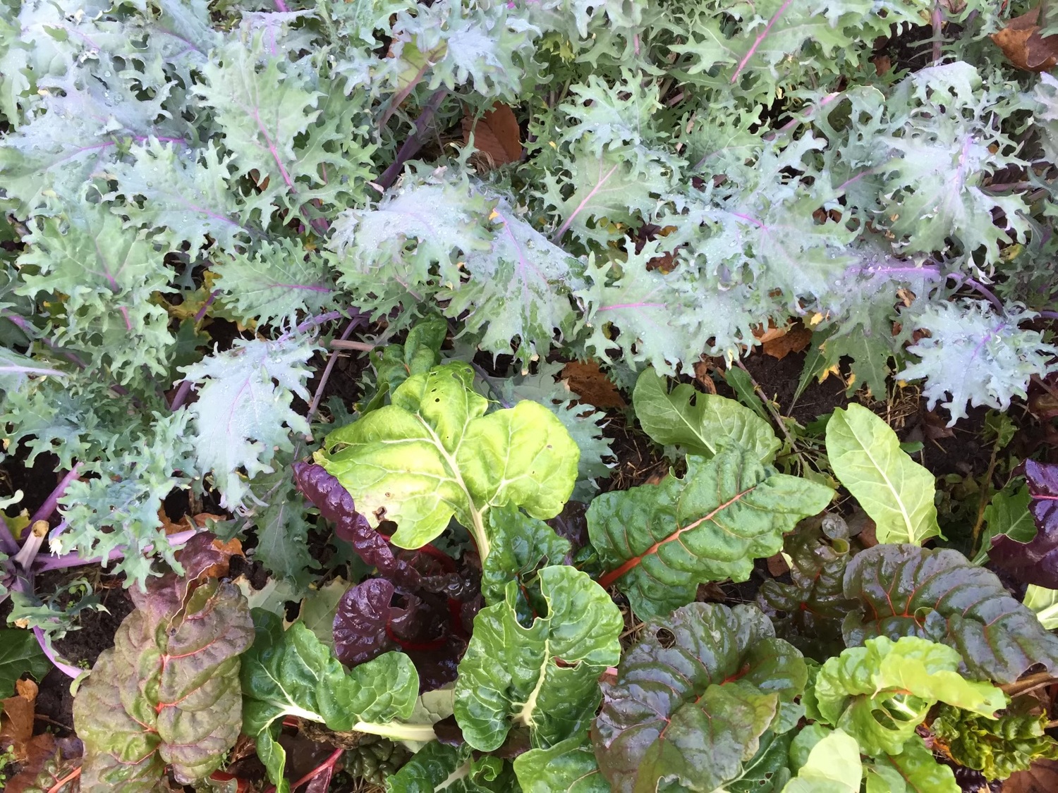 Mustards and kale do well in the colder months for those who want to extend the gardening season.