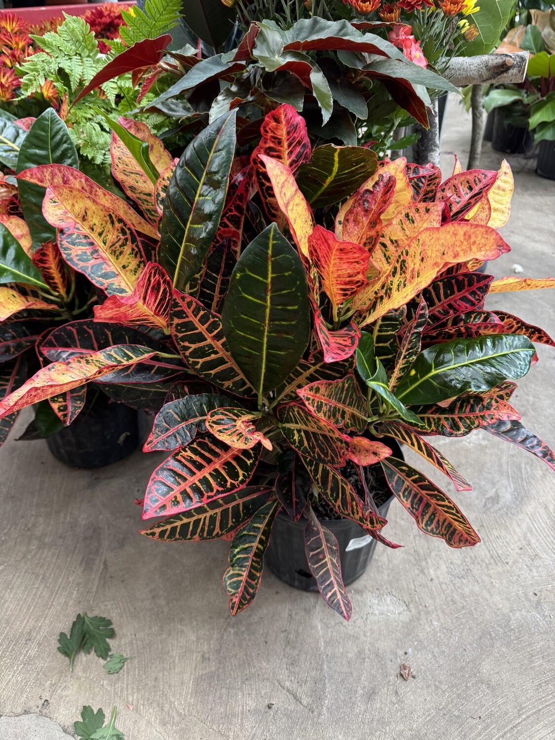 There are a number of types of Crotons like this attractive specimen. They prefer bright light, temperatures on the warmer side and a moist soil. If placed too close to a cold window or if night temps get too cold they will drop leaves. Repot twice a year. ANDREW MESSINGER