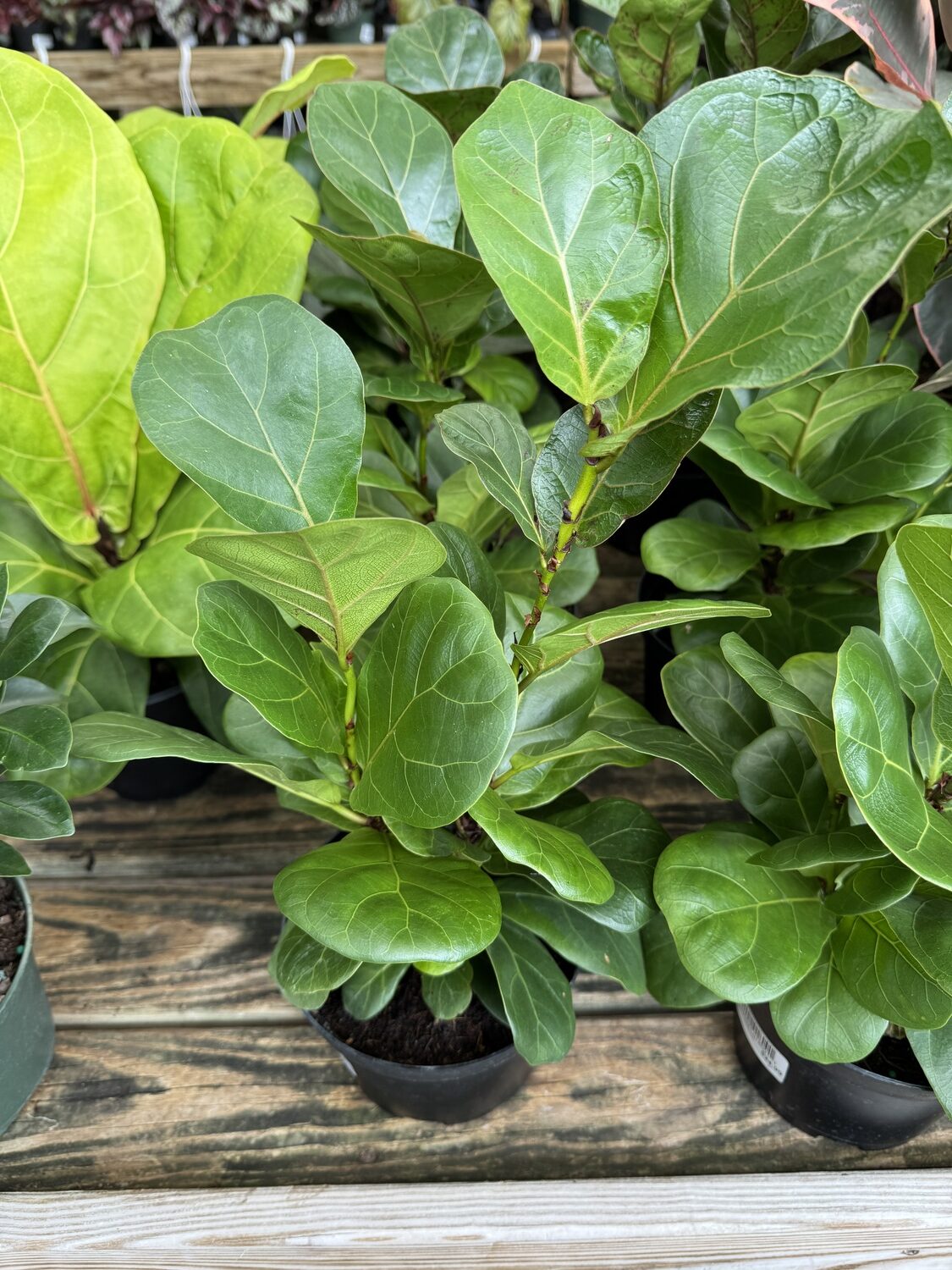 This is a fiddle-leaf fig, or Ficus. It can be a ceiling buster if not managed but does well in medium to low light. In lower light they can get leggy and ungainly, but pruning the main stems can help as can better light. They tolerate drier soil but should be well watered as needed. ANDREW MESSINGER