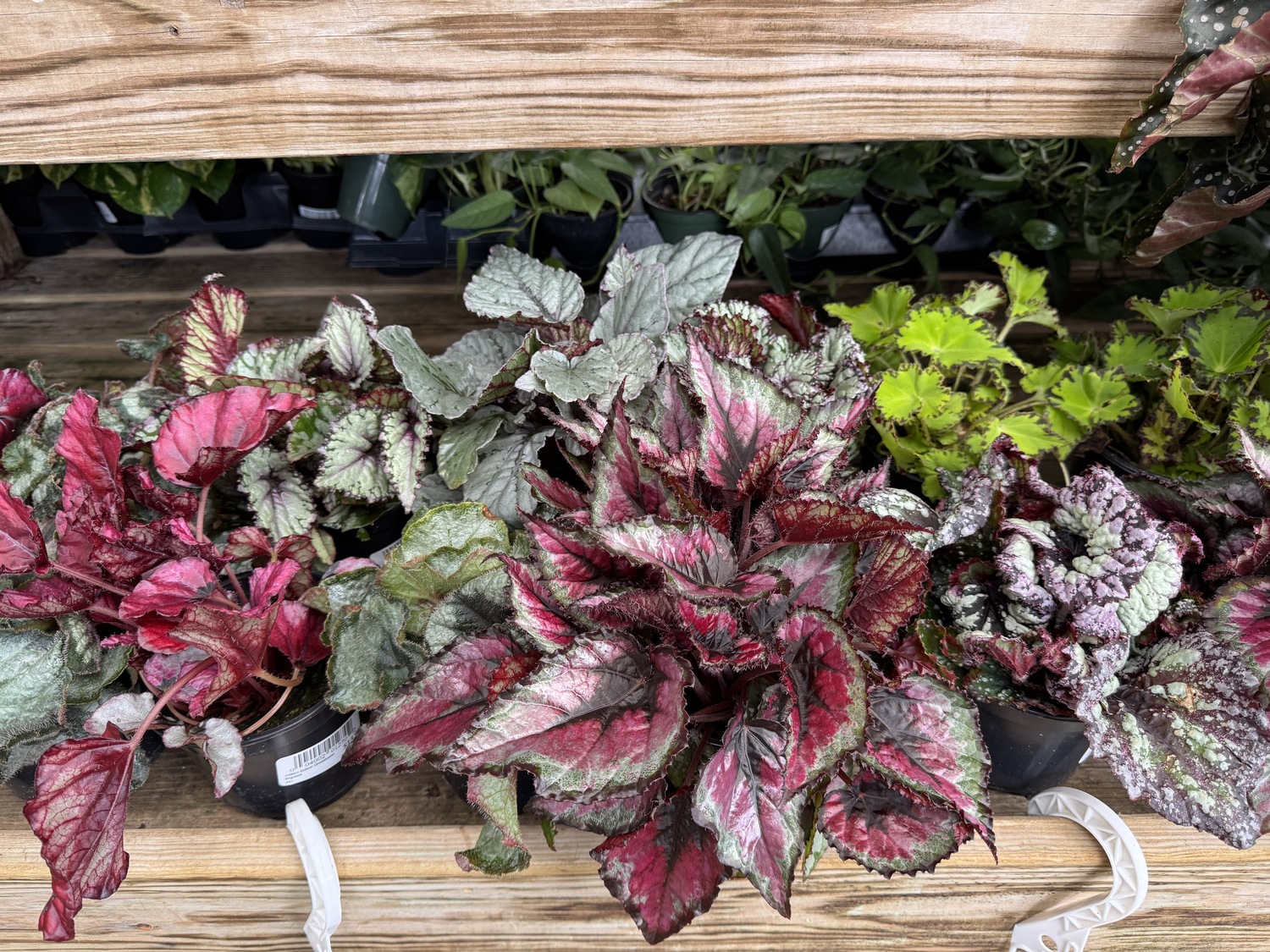 Begonias can be great houseplants for medium-light situations (not full sun, which may burn them) and if not overwatered they are very colorful houseplants. They are easily propagated from leaf cuttings. Allow the soil to dry between waterings, but don’t let them sit in standing water. ANDREW MESSINGER