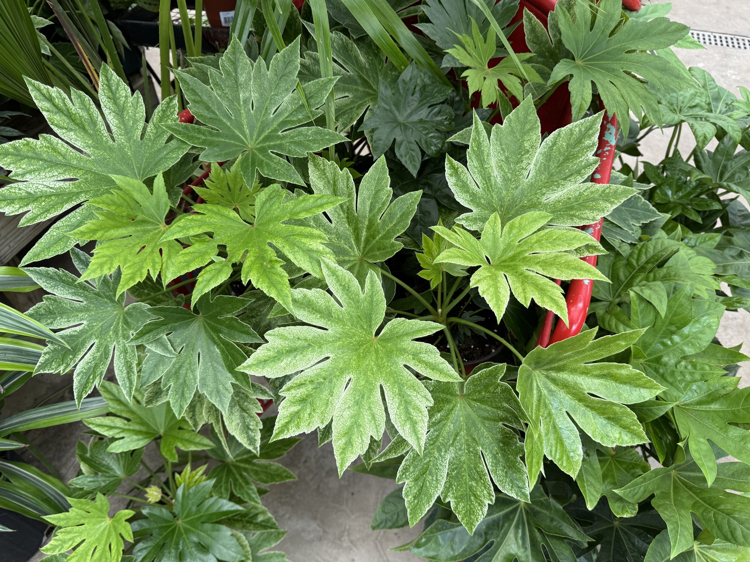 This is a Fatsia japonica, which can make a great tall and full houseplant that isn’t overwhelming. This plant appears to have a nutrient deficiency but twospotted spider mites can cause a similar looking type of damage to the leaves. Washing the leaves occasionally can help manage spider mites as can horticultural oil and neem oil. ANDREW MESSINGER