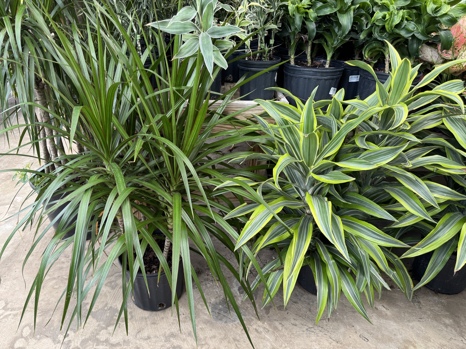 These are all varieties of Dracaenas, one of the most popular and easiest houseplants for medium- to low-light situations. The Dracaena marginata in the center will grow quite tall, and it’s normal for it to drop lower leaves as the plant grows. Cutting the canes (not all at once) when the plant gets 2 feet tall will result in the canes branching and filling out. ANDREW MESSINGER