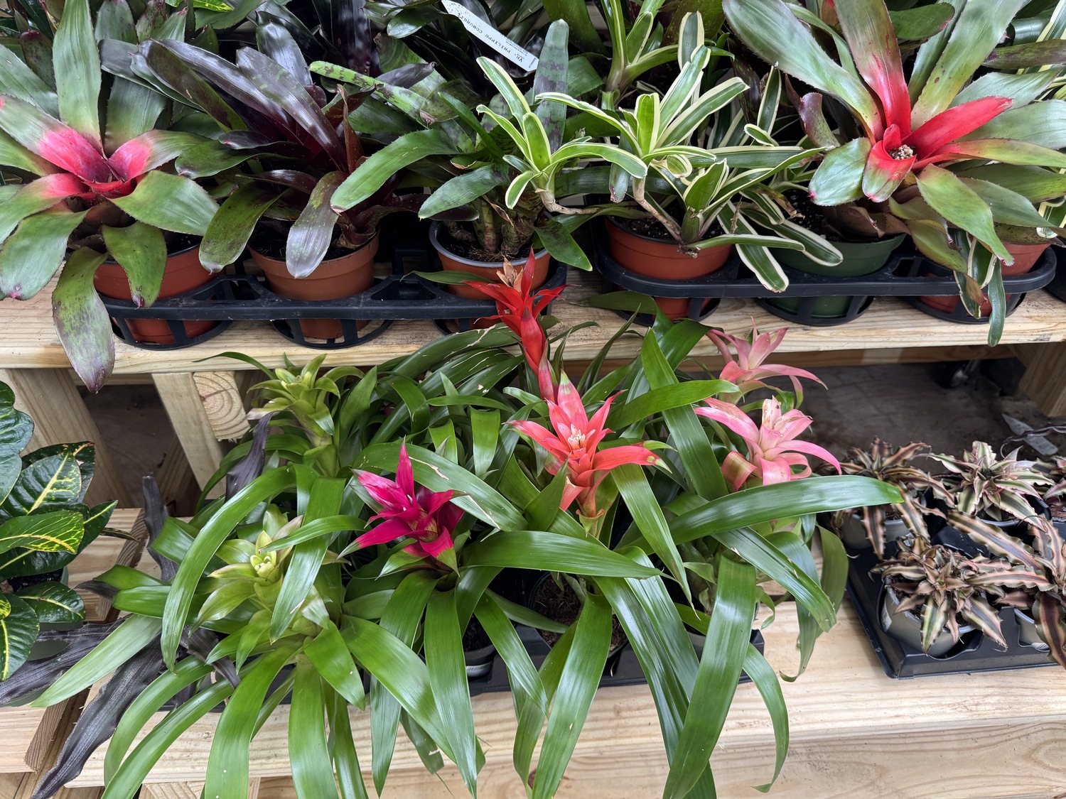 Bromeliads are a family of plants related to pineapples. They are slow growers, need little care other than occasionally putting water in the center where the flower forms. They tend to grow on trees in the tropics and prefer high humidity, but water the soil sparingly. ANDREW MESSINGER