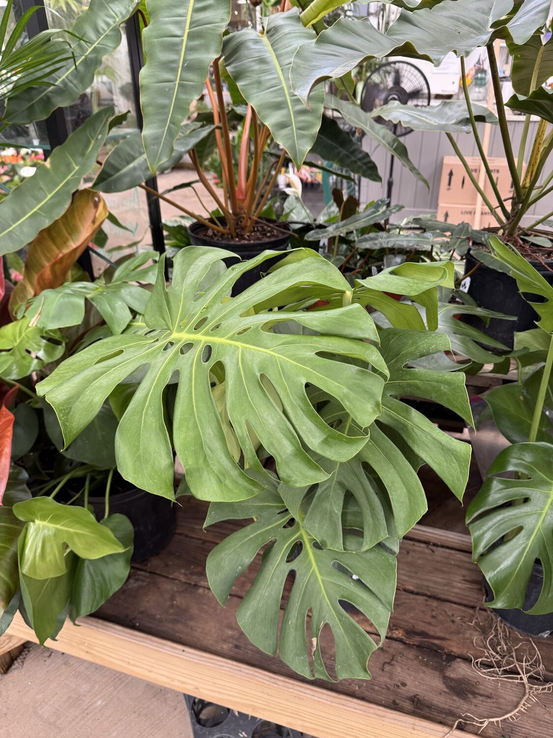 This is a Monstera philodendron. These make great low-light plants where they grow slowly. While initially purchased in a pot, often attached to a piece of tree with bark on it, they can grow quite tall. Other philodendrons like the P. selloum are not as tall but can get quite wide. Another philodendron variety is in the background. ANDREW MESSINGER