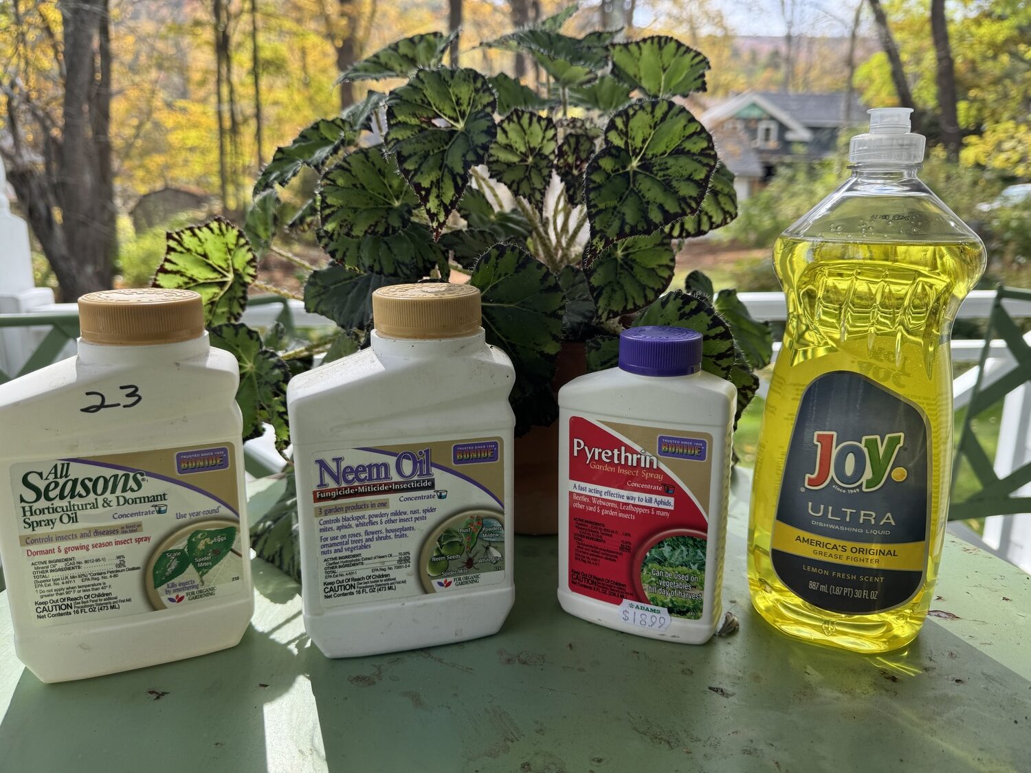 Four organic options for control or insects on houseplants. Joy may be the safest. Both the Joy and pyrethrin are only effective on contact with no residual effects. Neem oil (70 percent or less only) and the horticultural oil are the best for scale control. Scale eradication may take several applications at weekly intervals. The begonia in the background is very sensitive to some insecticides so know your plants before you spray.  ANDREW MESSINGER