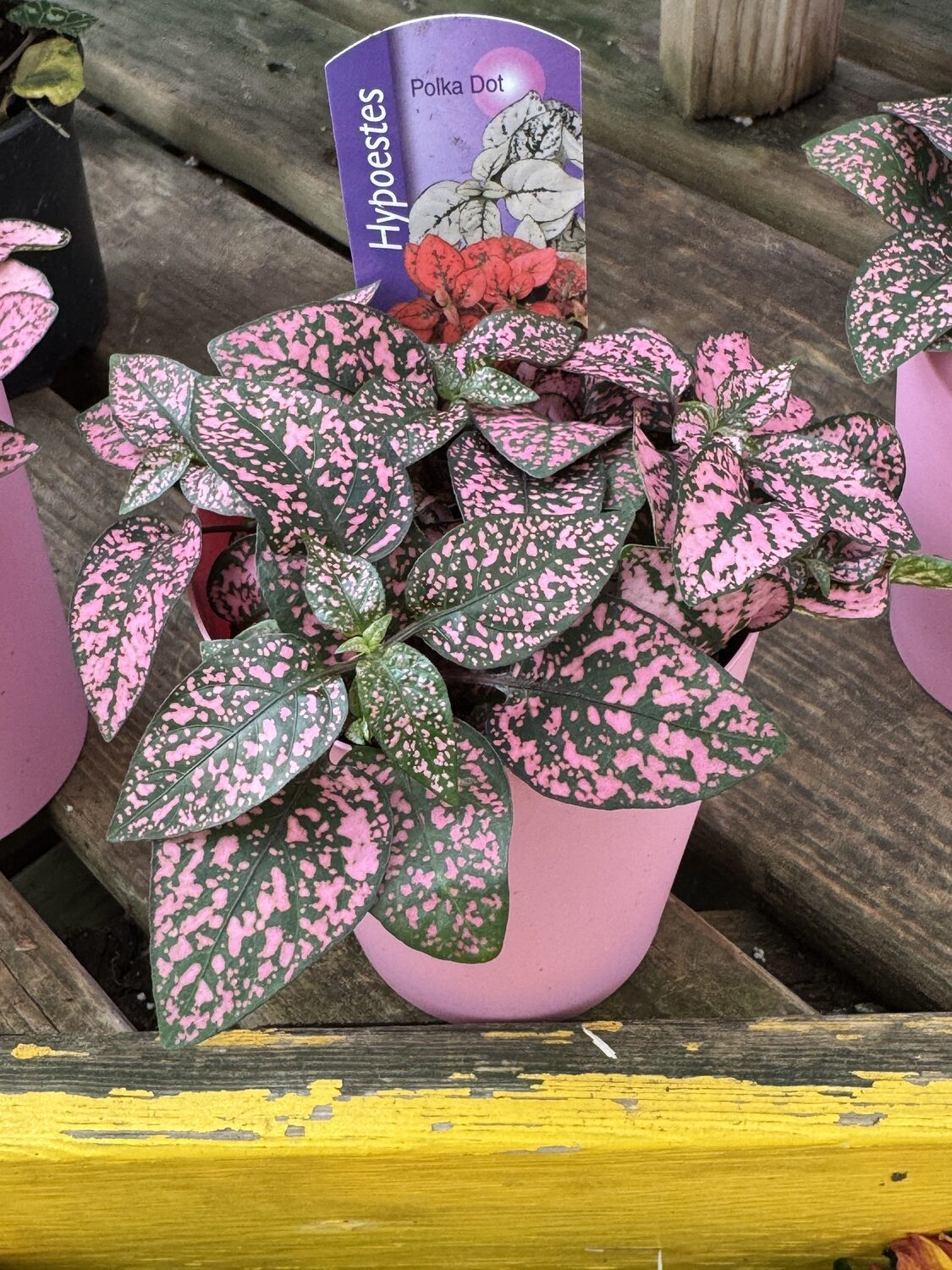 This pink polka dot plant looks great even in its pink plastic pot. However, if you buy one I can guarantee it will be dead in a few months. Why? Check back next week.   ANDREW MESSINGER