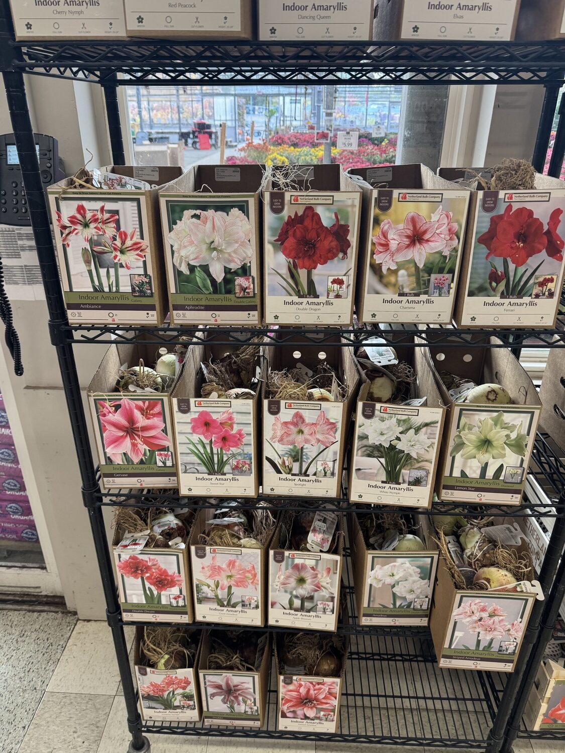 If you want to buy individual bulbs and see what you’re buying first, go to a larger garden center that has the bulbs in bulk boxes.  If you want to 