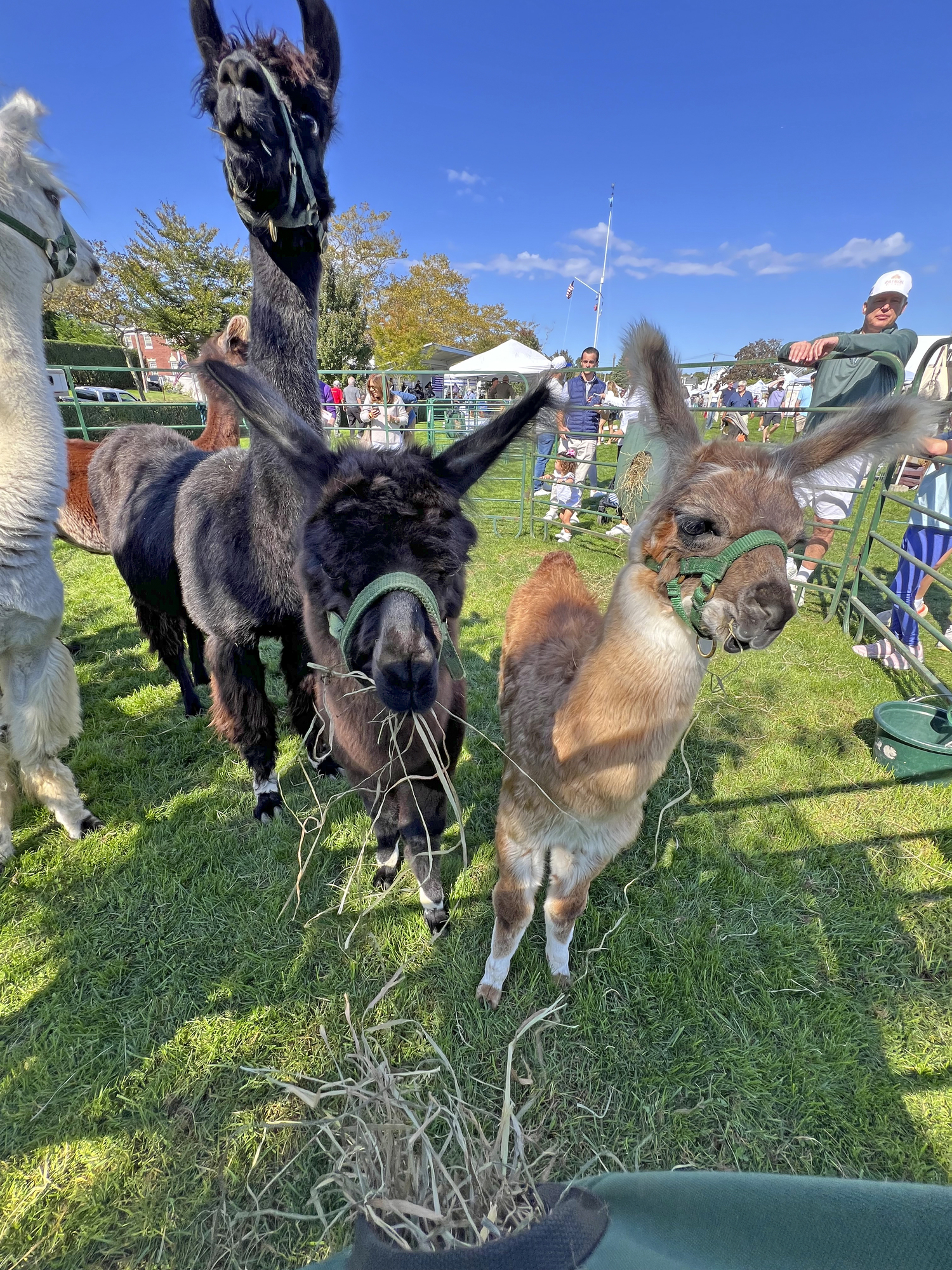 The visiting llamas from Farm to Yarn were a big hit at SouthamptonFest.