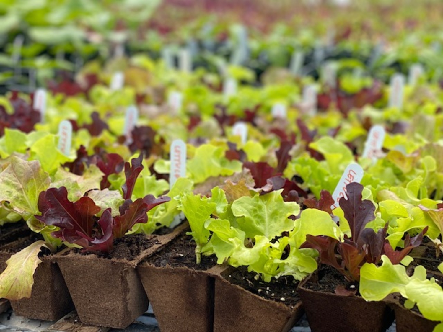 Quail Hill Farm in Amagansett is one of the original CSA farms in the country, and is a stewardship project of the Peconic Land Trust. COURTESY PECONIC LAND TRUST