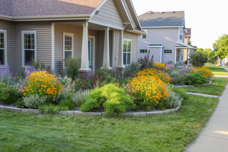 Rudbeckia fulgida 