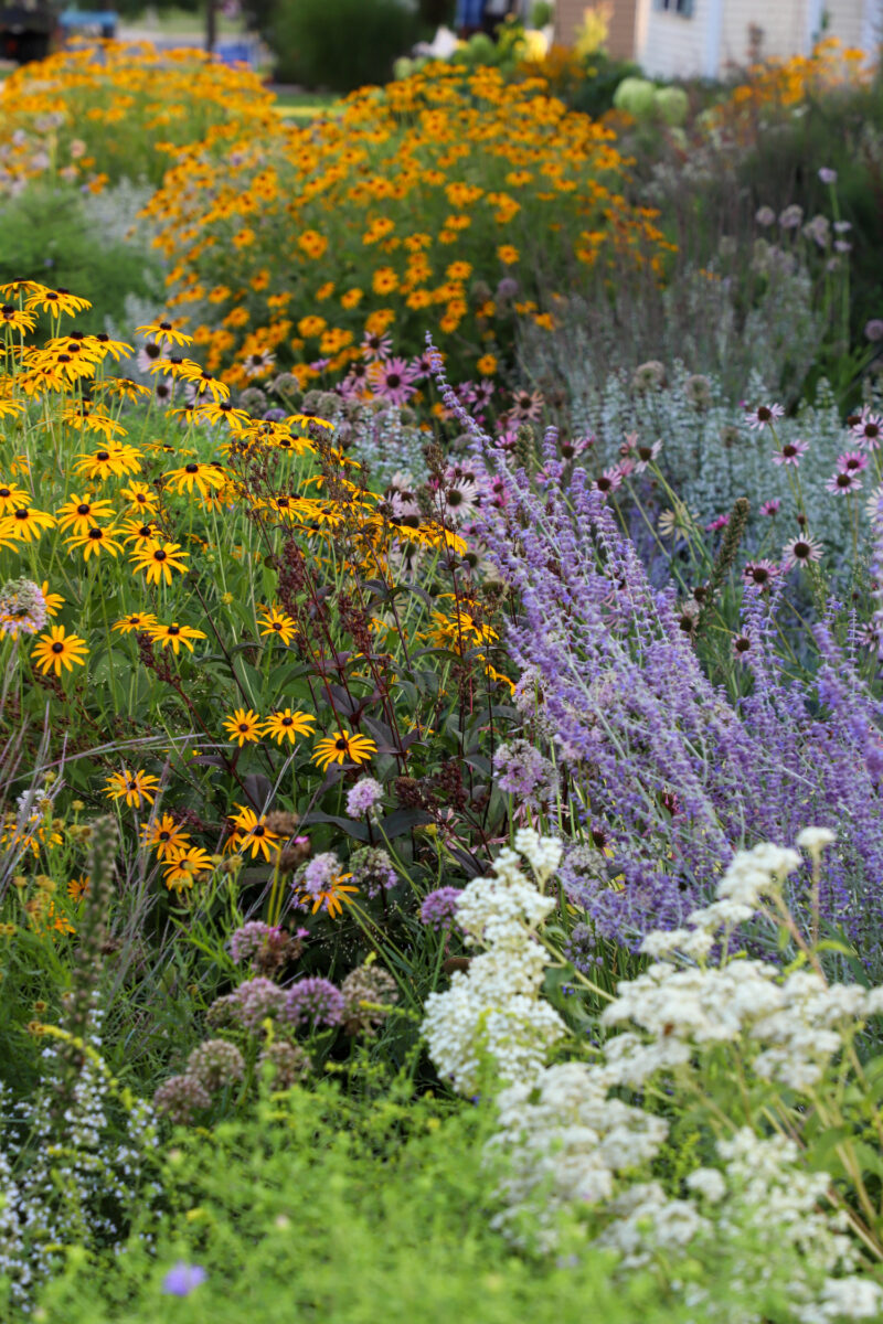 Rudbeckia fulgida 