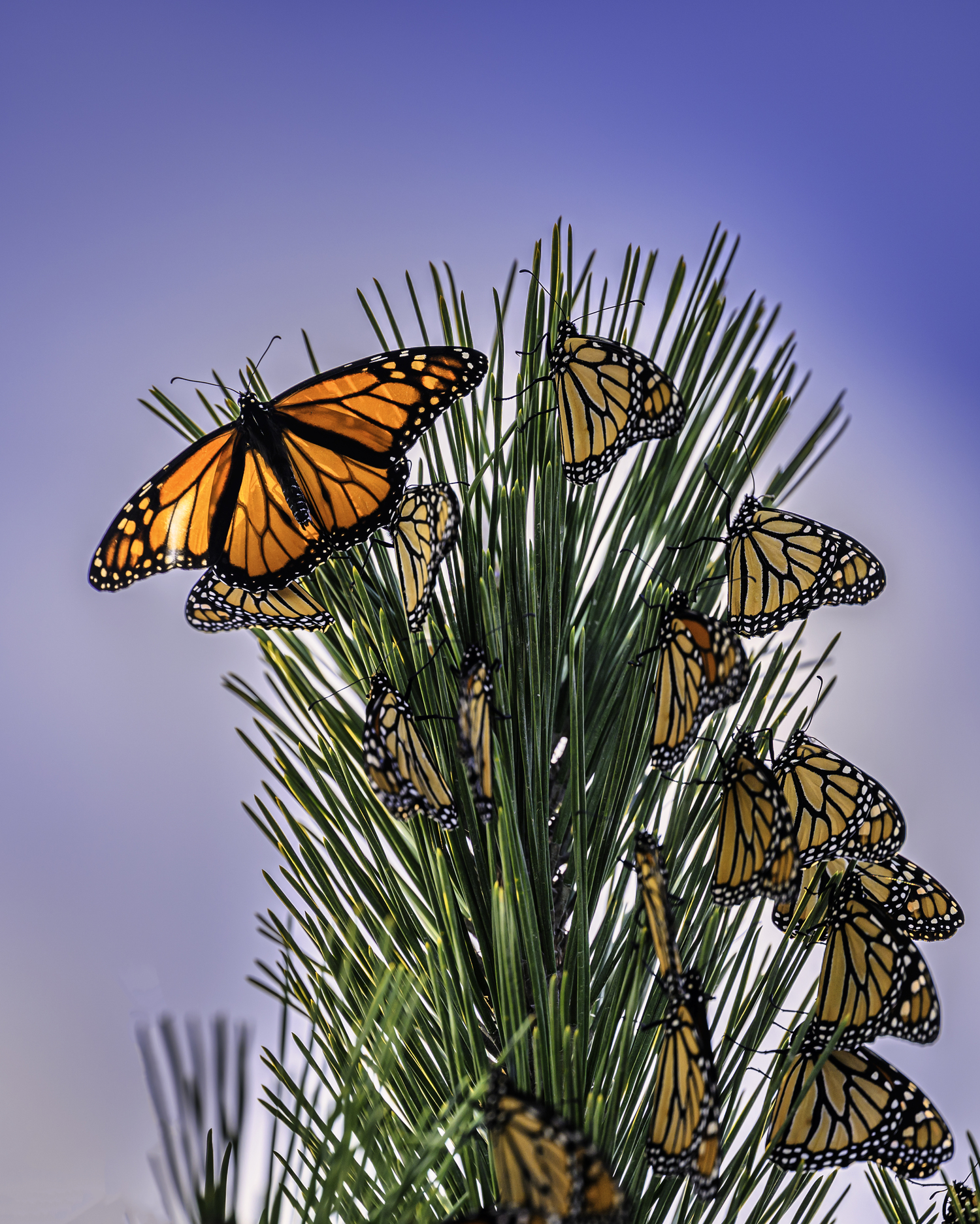 Monarch butterflies at Cupsogue Beach, Westhampton Beach.   MARIANNE BARNETT