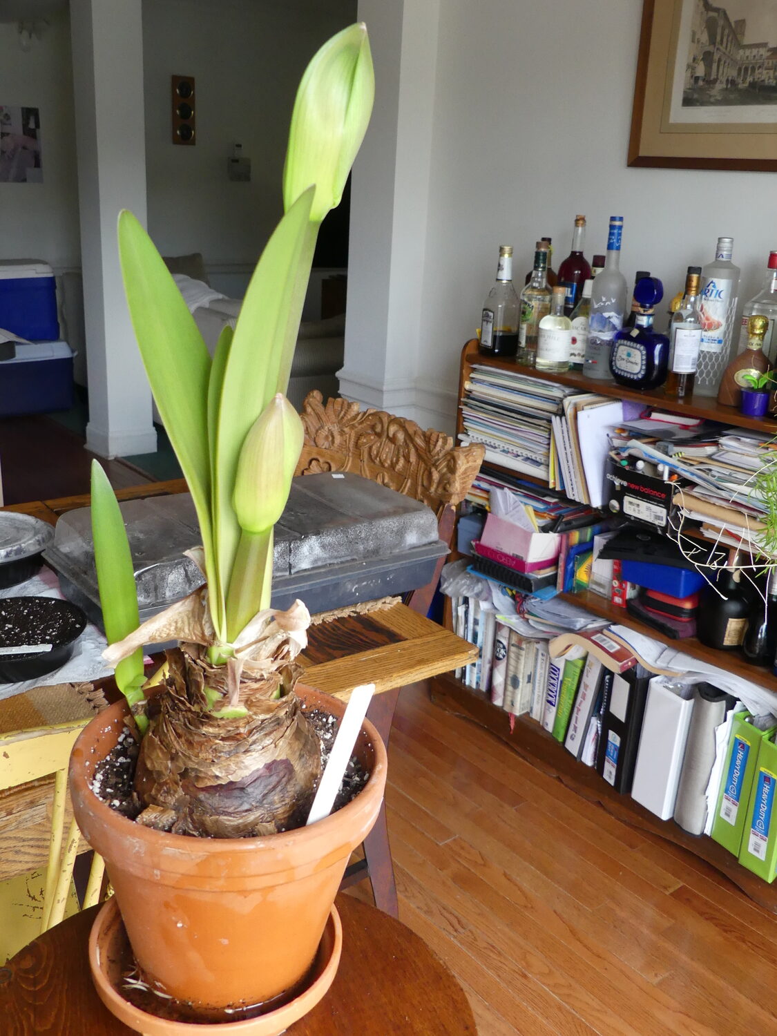 As the flower bud and stem emerge the bulb should be getting more light. This is a 5-inch bulb in a 6-inch pot. Note the leaves to the far left emerging from the side. These are leaves from a 