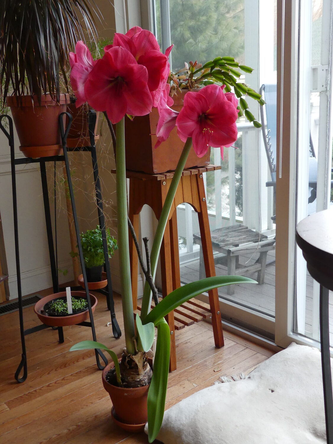 In full flower about seven weeks after breaking dormancy the stems on this Amaryllis are too tall because it’s not getting enough light. The folded leaf on the right is also a good sign of the plant not getting adequate light.  ANDREW MESSINGER