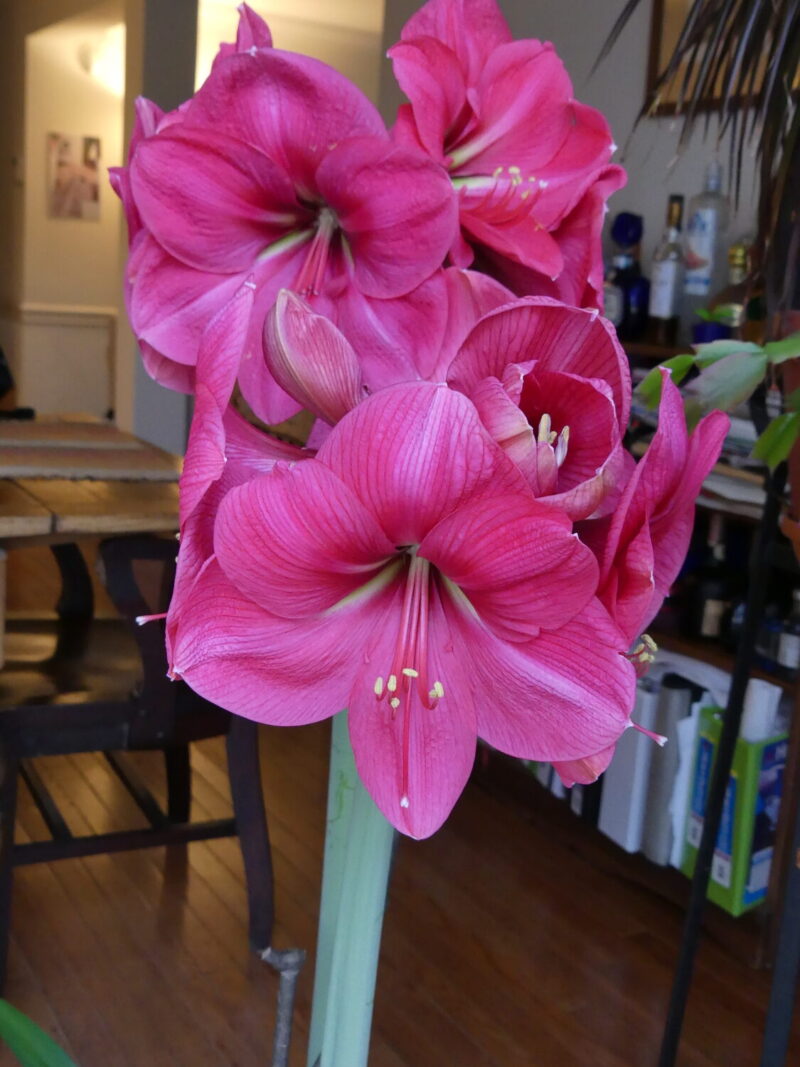 A hot pink-flowered Amaryllis that has darker venation in the petals. If the pollen (yellow) is an issue the anthers can be cut off without damaging the flowers.  Since this flower still has unopened buds it will continue to flower for a week to 10 days.  ANDREW MESSINGER