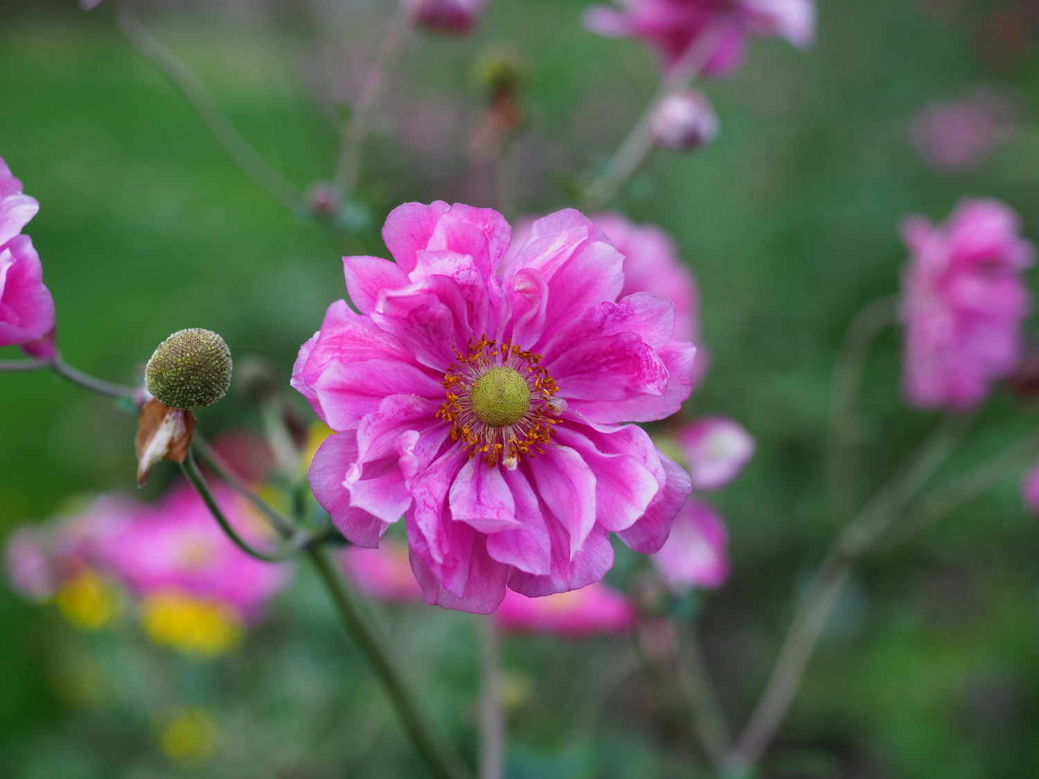 Just past its prime this semi-double anemone is still striking.  ANDREW MESSINGER