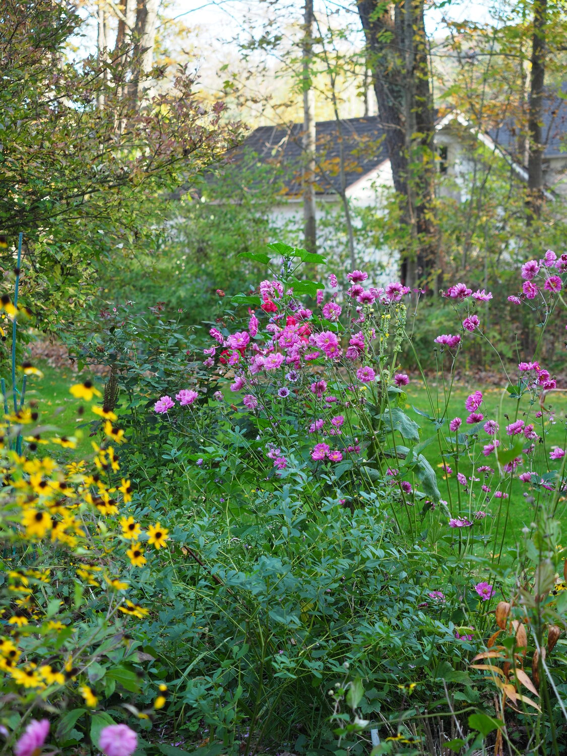 Another example of how the bright colors of this Japanese anemone draws your attention away from the brown lily foliage to the lower right and the open space in the center at the bottom. Dead center below the anemone flowers are two smaller flowers with faint purple stripes of Alcea zebrina.  Not a perennial, it does self seed, and the plant then flowers from September through October.  ANDREW MESSINGER