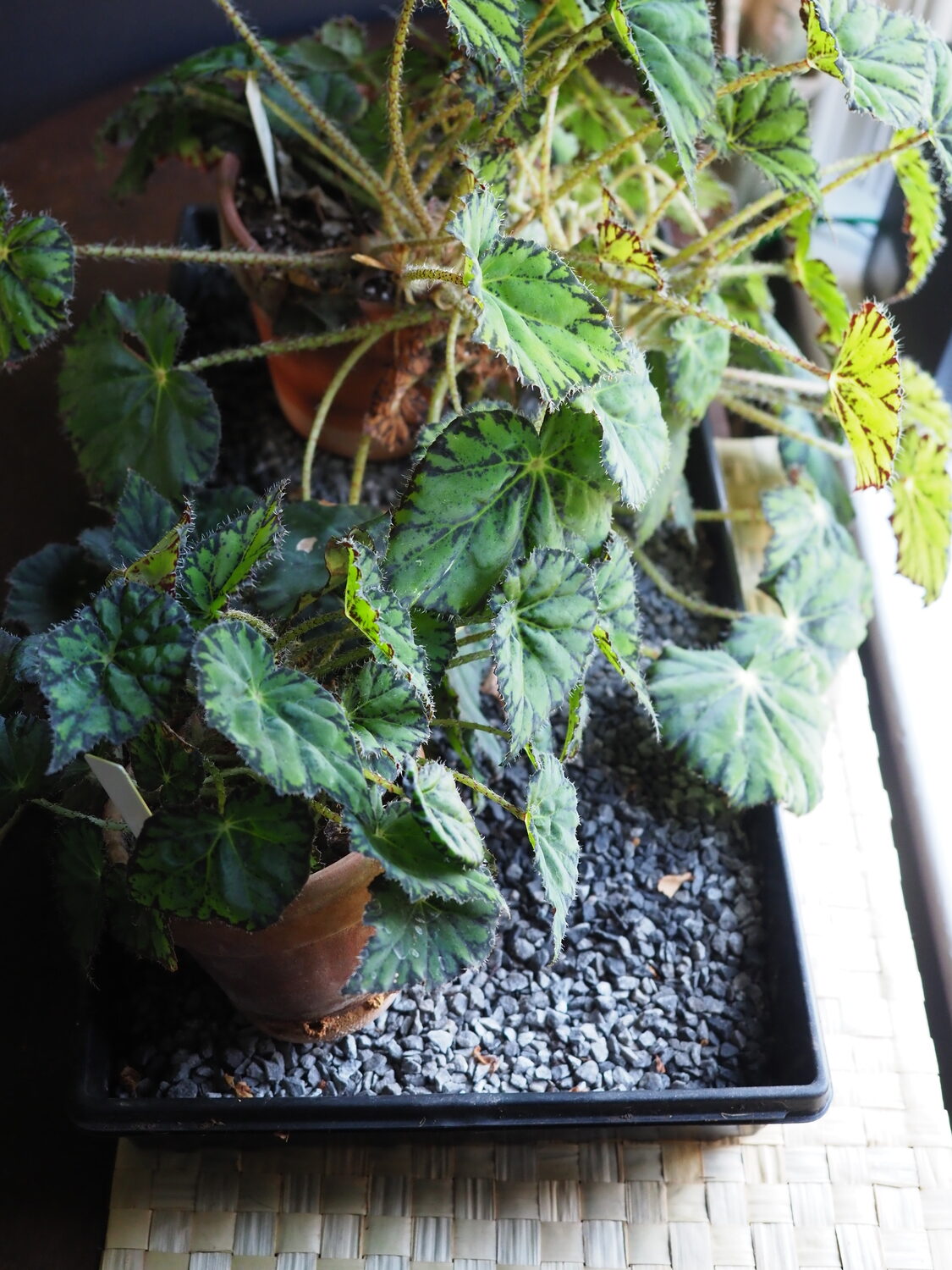 Use either a rubber flat or double up on plastic flats (no holes) to create a humidity tray. Add 2 inches of pea stone or bluestone (seen here) and keep 1 inch of water on the bottom so the stones on the top remain dry. Fill as needed. ANDREW MESSINGER