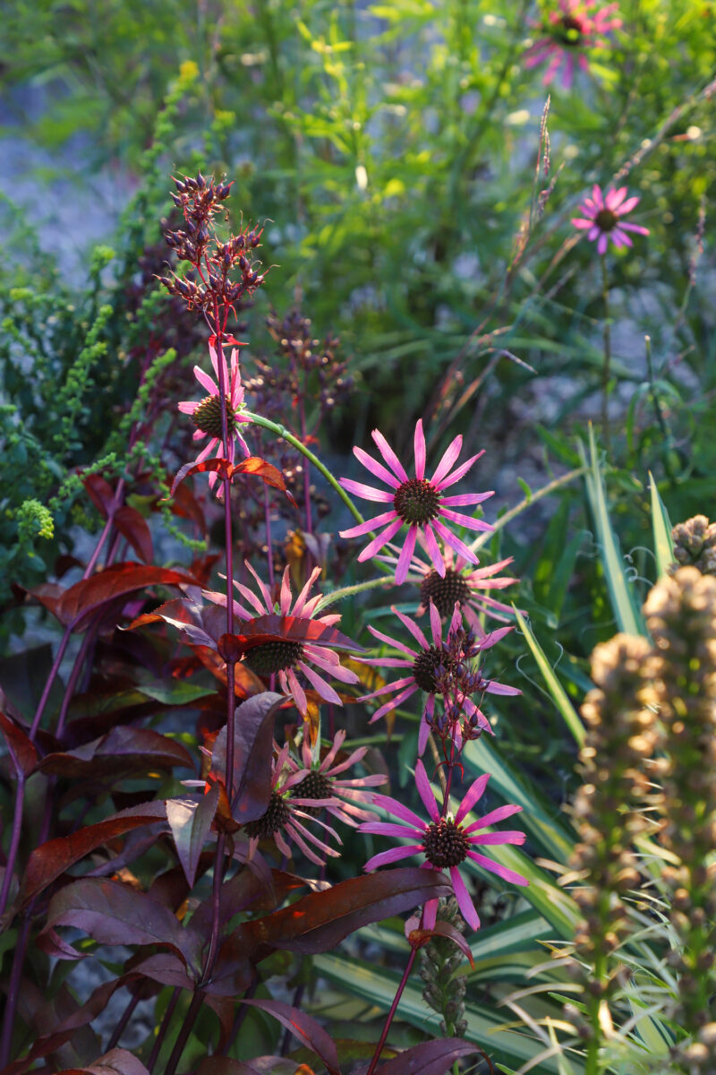 Penstemon digitalis 