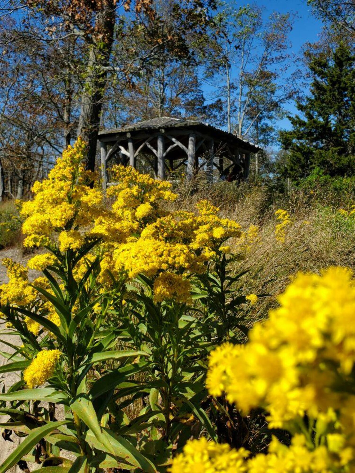 Bayard Cutting Arboretum in Great River. LAURIE SCHLAGETER