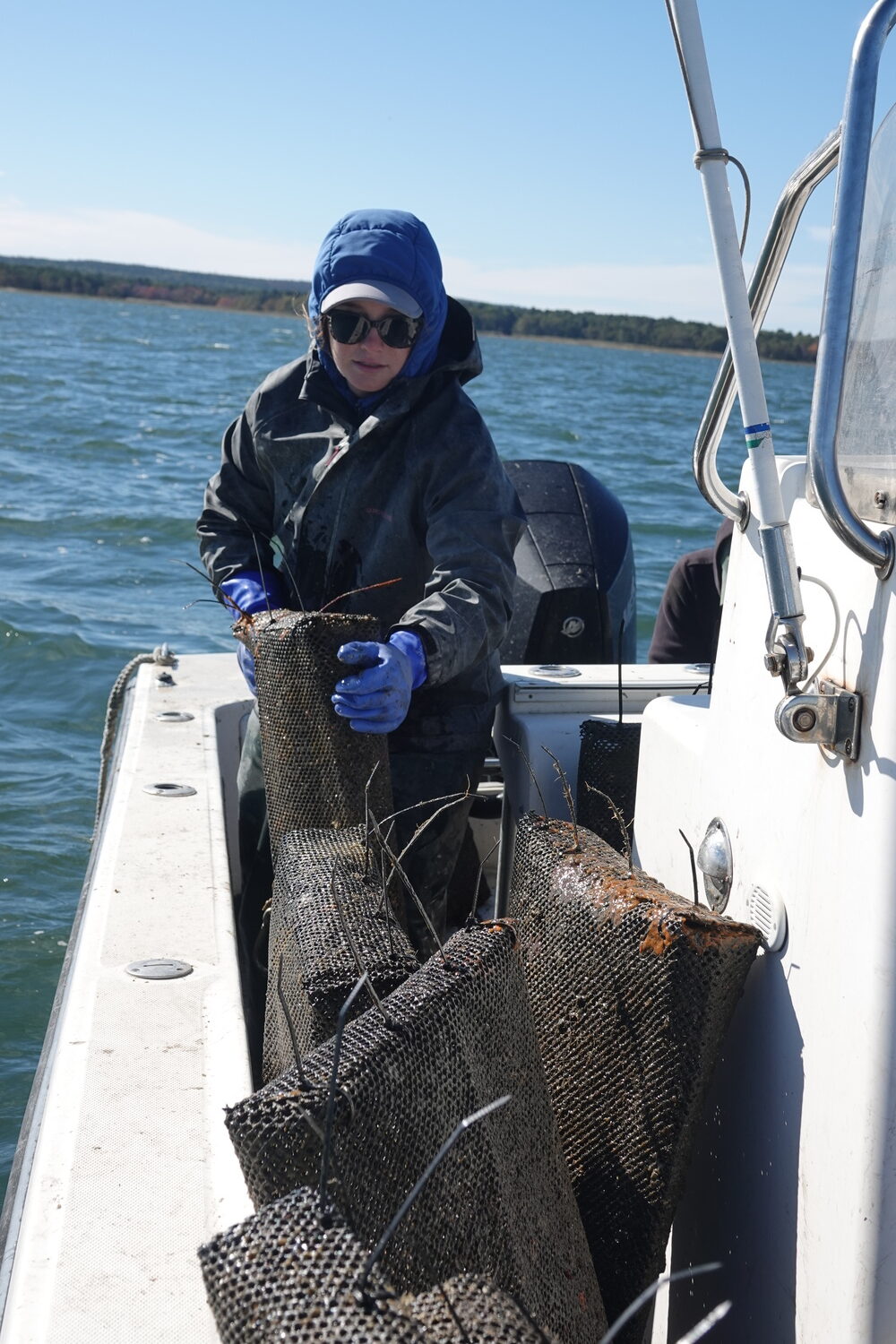 Brooke Del Prete with bags of scallops that marine biologists from the Cornell Cooperative Extension are using to track mortality and survivability rates of various strains of bay scallops in the Peconic Estuary. MICHAEL WRIGHT