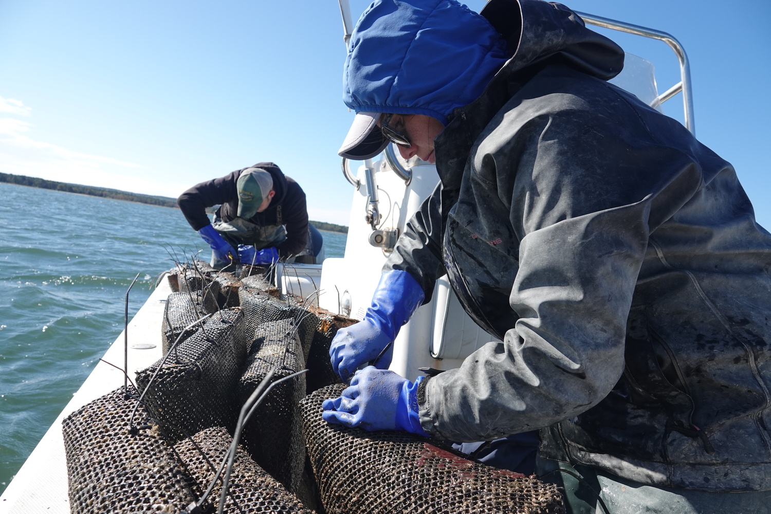 Brooke Del Prete and Mike Bunn with bags of scallops that marine biologists from the Cornell Cooperative Extension are using to track mortality and survivability rates of various strains of bay scallops in the Peconic Estuary. MICHAEL WRIGHT